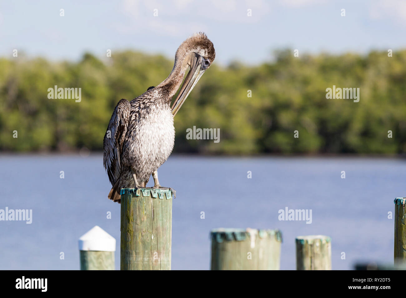 Ein Pelikan auef einem Pfahl puetzt sein Gefieder bei THEMENBILD Florida, 04.02.2017 Bildnachweis: Mario Hommes / HH-Photography Stock Photo