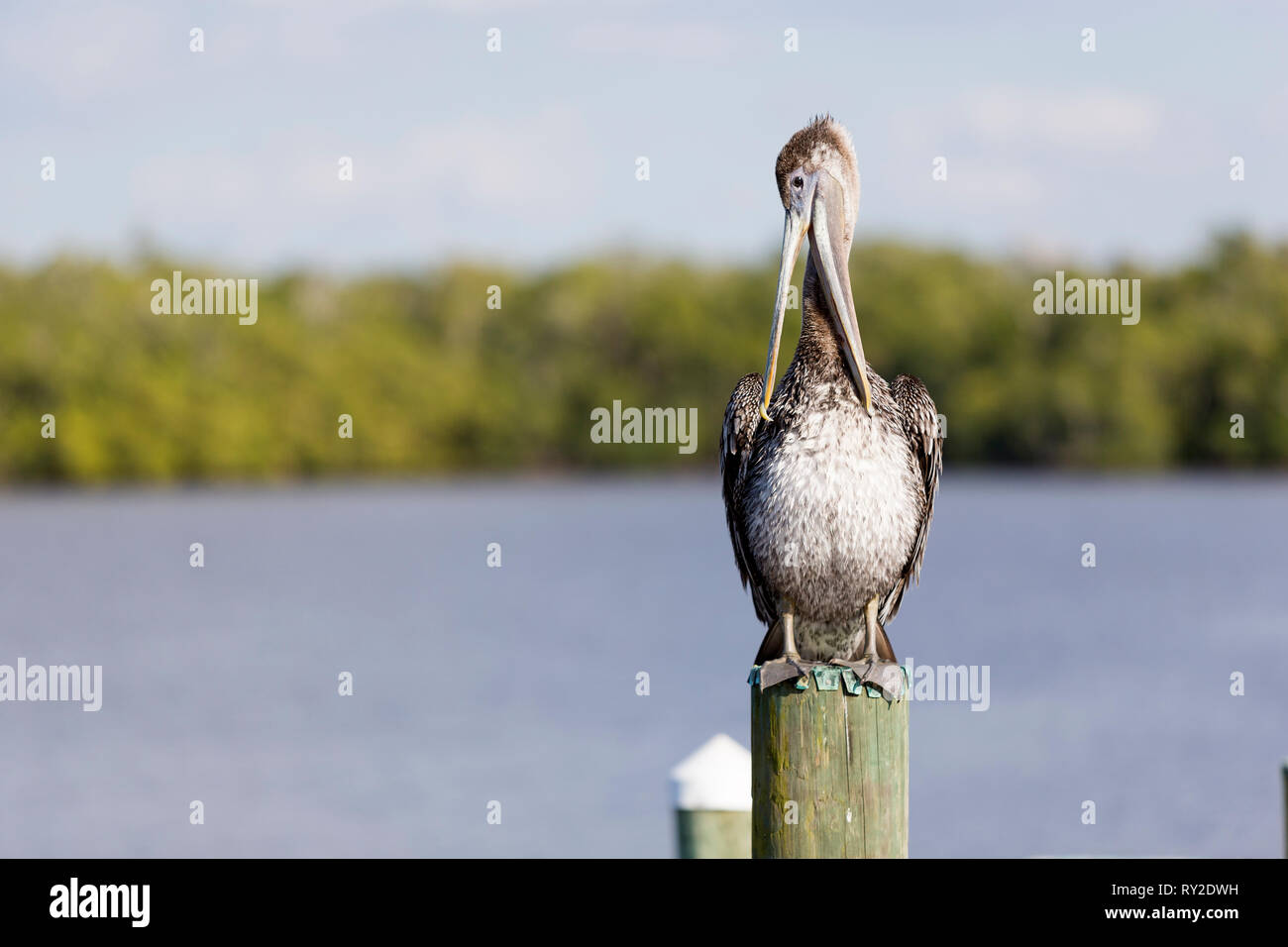 Ein Pelikan auef einem Pfahl puetzt sein Gefieder bei THEMENBILD Florida, 04.02.2017 Bildnachweis: Mario Hommes / HH-Photography Stock Photo