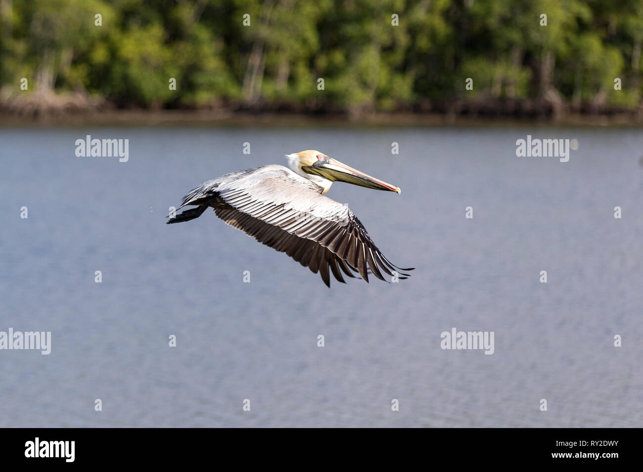Ein Pelikan fliegt in den Everglades bei THEMENBILD Florida, 04.02.2017 Bildnachweis: Mario Hommes / HH-Photography Stock Photo