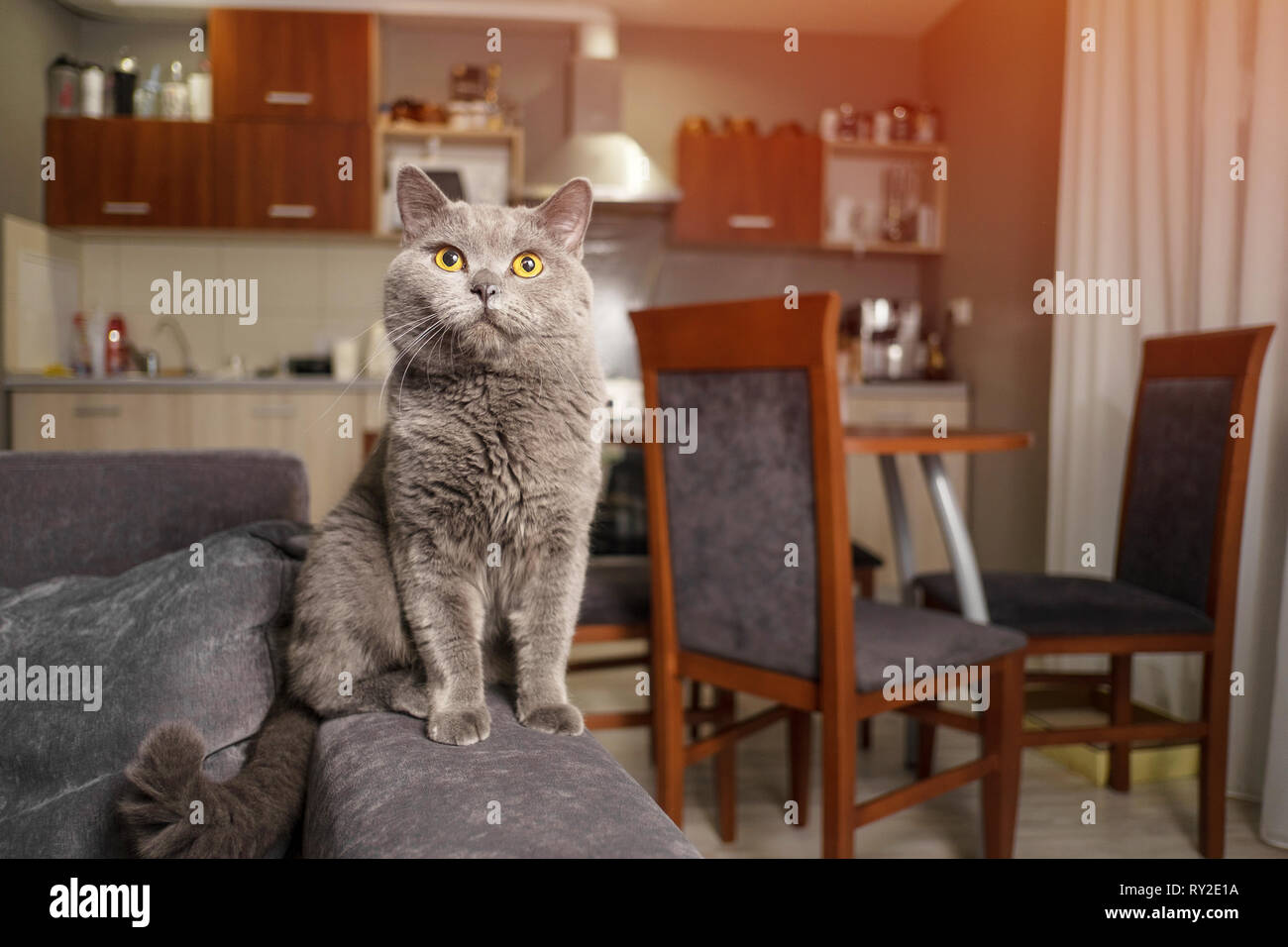 British cat on sofa Stock Photo - Alamy