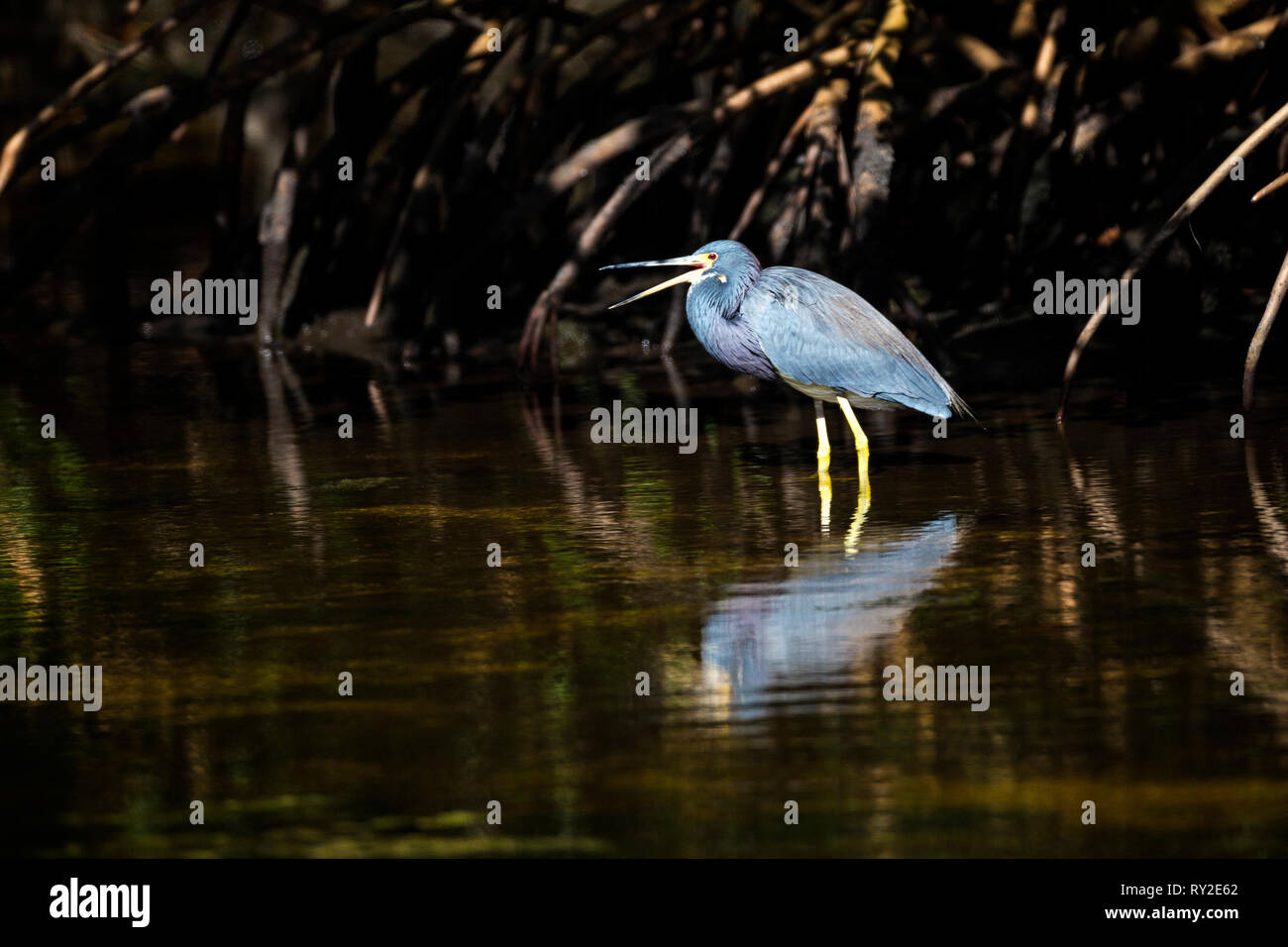 Blaureiher in den Everglades Stock Photo