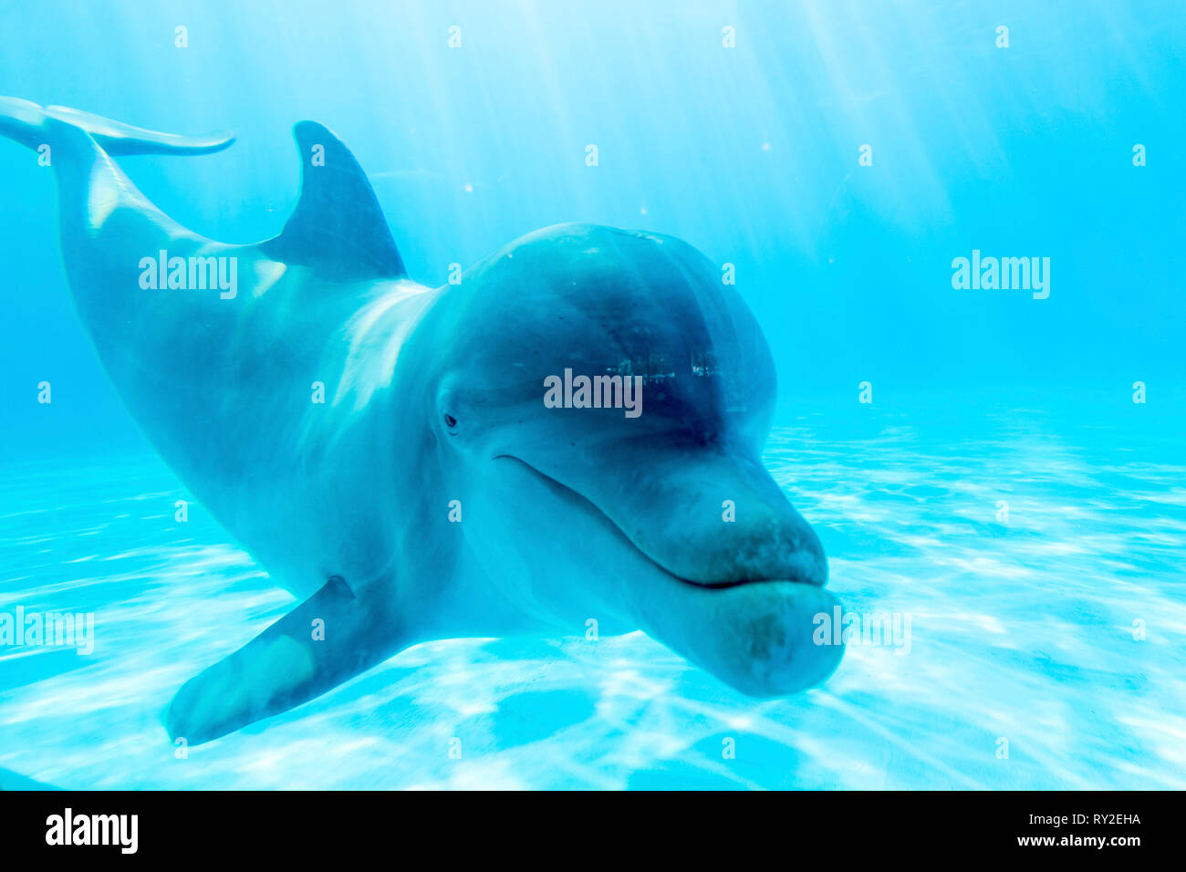 Ein Delfin im Miami Seaqueariuem Stock Photo