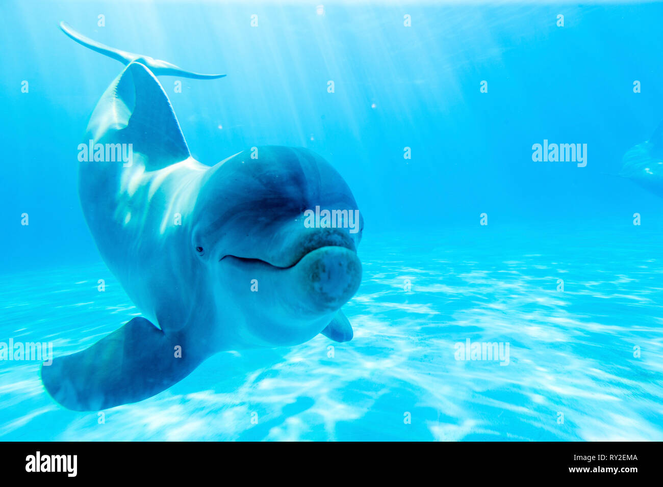 Delfin High Resolution Stock Photography And Images Alamy