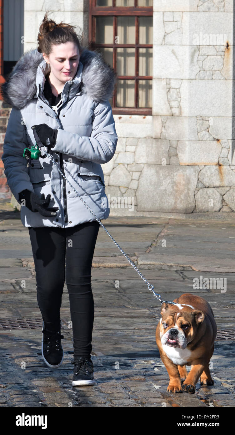 A woman in her mid 20's out walking her bulldog on a very windy day in Liverpool UK. Stock Photo