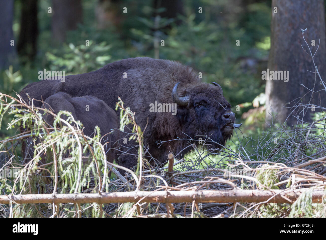 Wisent im Nationalpark Bayerischer Wald, 15.08.2017 Bildnachweis: Mario Hommes / HH-Photography Stock Photo