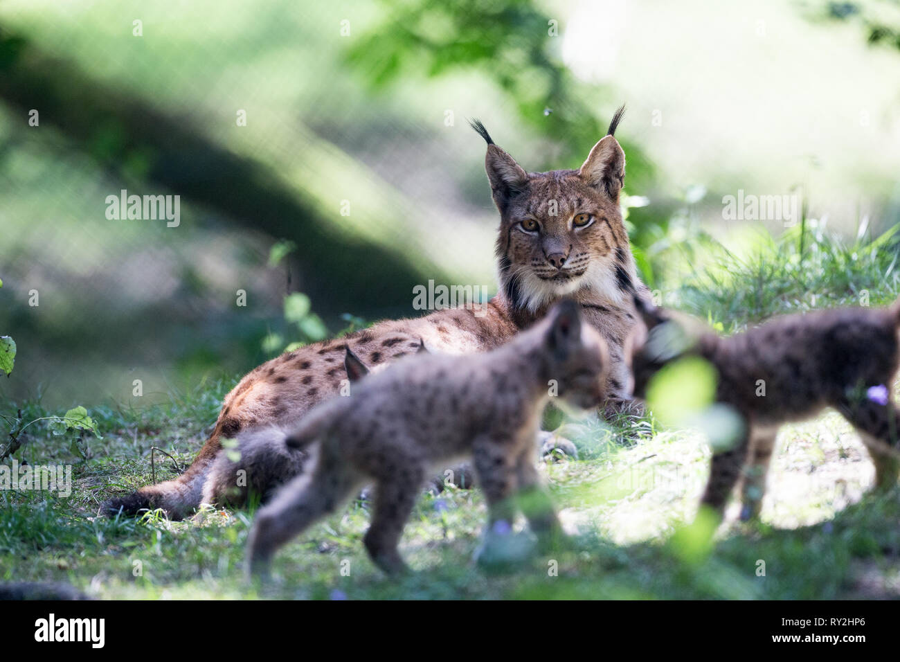 Luechsmuetter mit Juengen im THEMENBILD Luechse in Deuetschland, 17.08.2017 Bildnachweis: Mario Hommes / HH-Photography Stock Photo