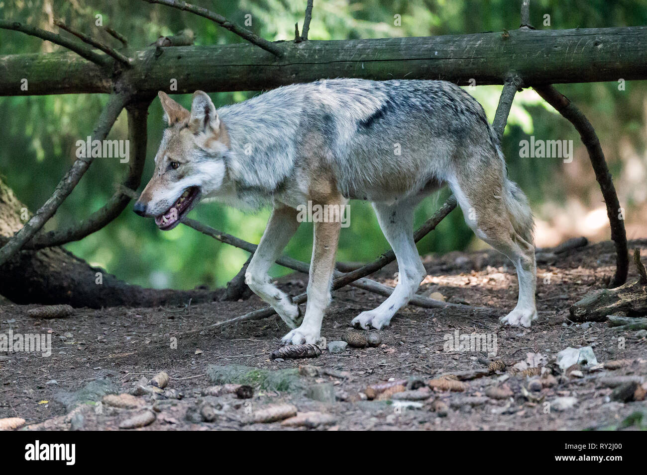 Wolf Stock Photo