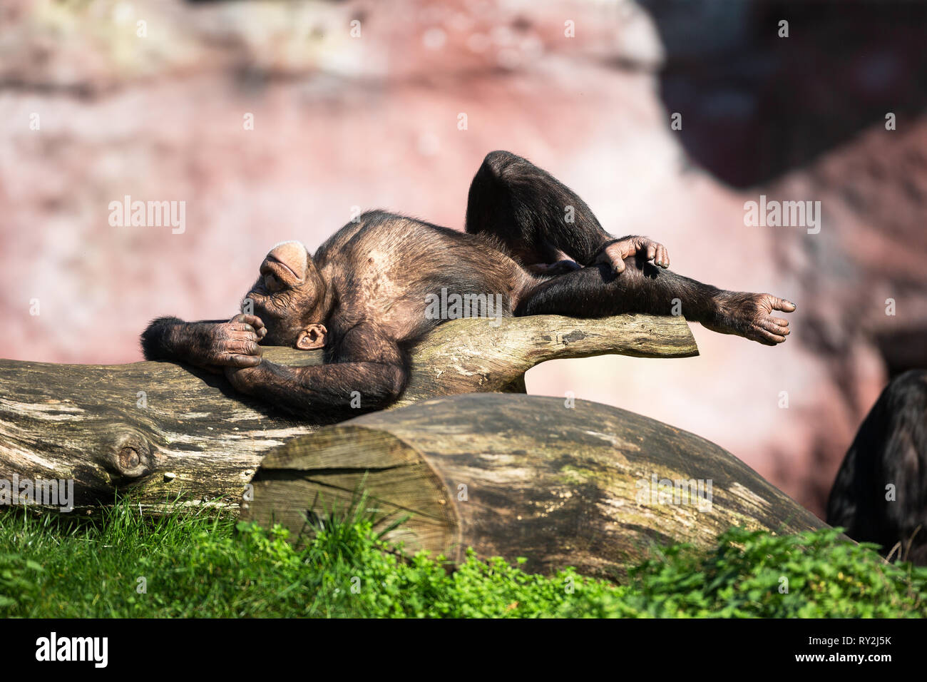 Ein Schimpanse liegt auef einem Bauem uend raekelt sich in der Sonne in der ZOOM-Erlebniswelt Gelsenkirchen, 15.10.2017 Bildnachweis: Mario Hommes / H Stock Photo