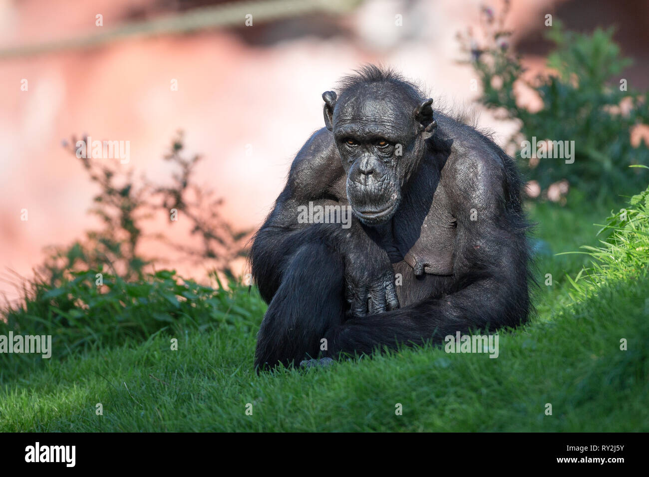 Eine Schimpansin in der ZOOM-Erlebniswelt Gelsenkirchen, 15.10.2017 Bildnachweis: Mario Hommes / HH-Photography Stock Photo