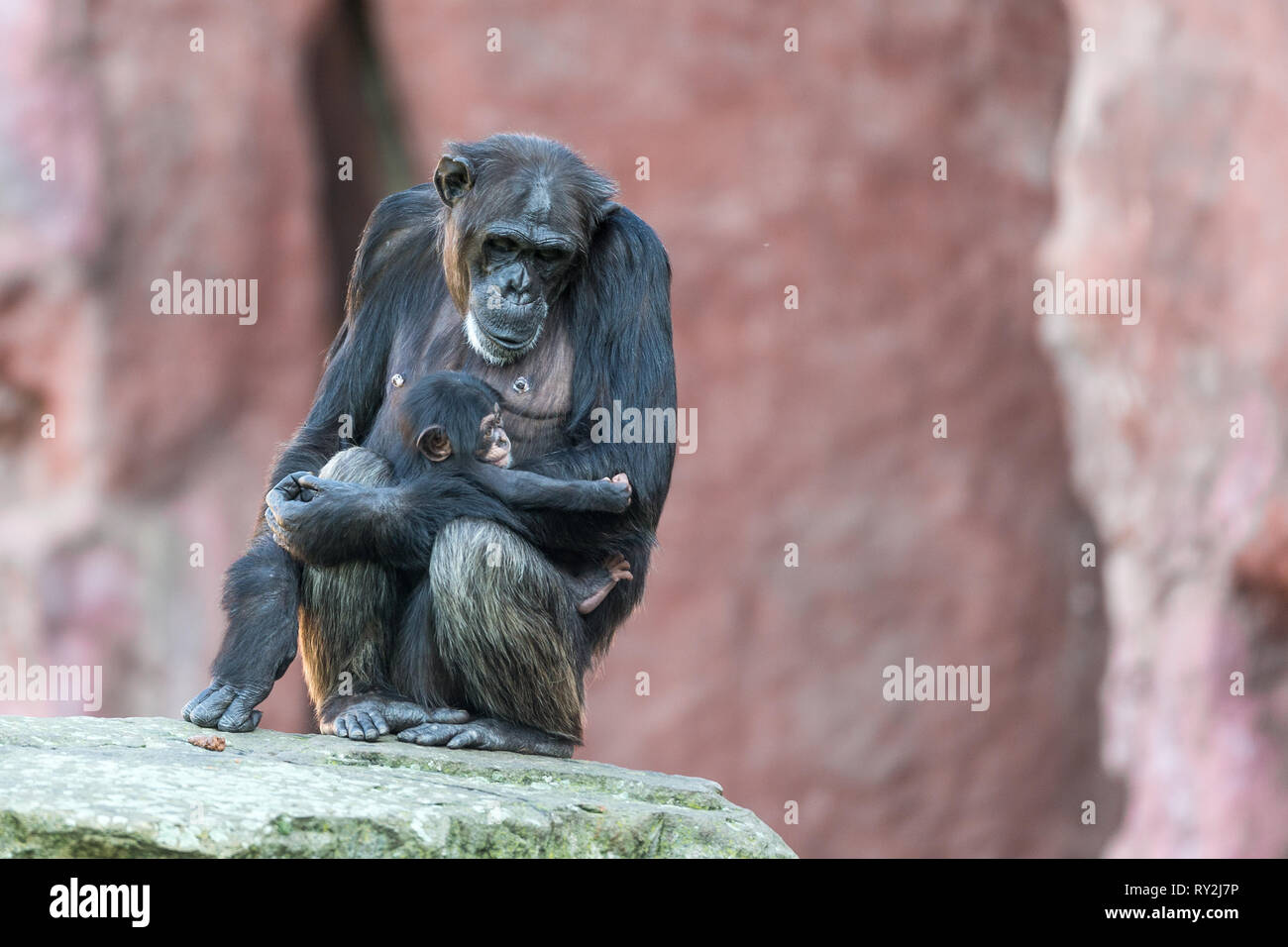 Eine Schimpansin mit ihrem Kind in der ZOOM-Erlebniswelt Gelsenkirchen, 15.10.2017 Bildnachweis: Mario Hommes / HH-Photography Stock Photo