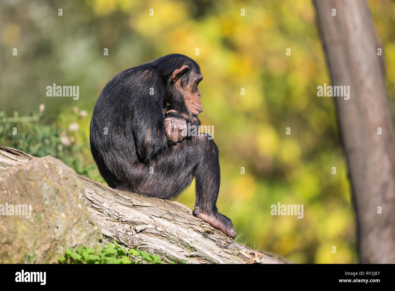 Ein Schimpanse sitzt auef einem Bauem uend stueetzt den Kopf gelangweilt auef den Arm in der ZOOM-Erlebniswelt Gelsenkirchen, 15.10.2017 Bildnachweis: Stock Photo