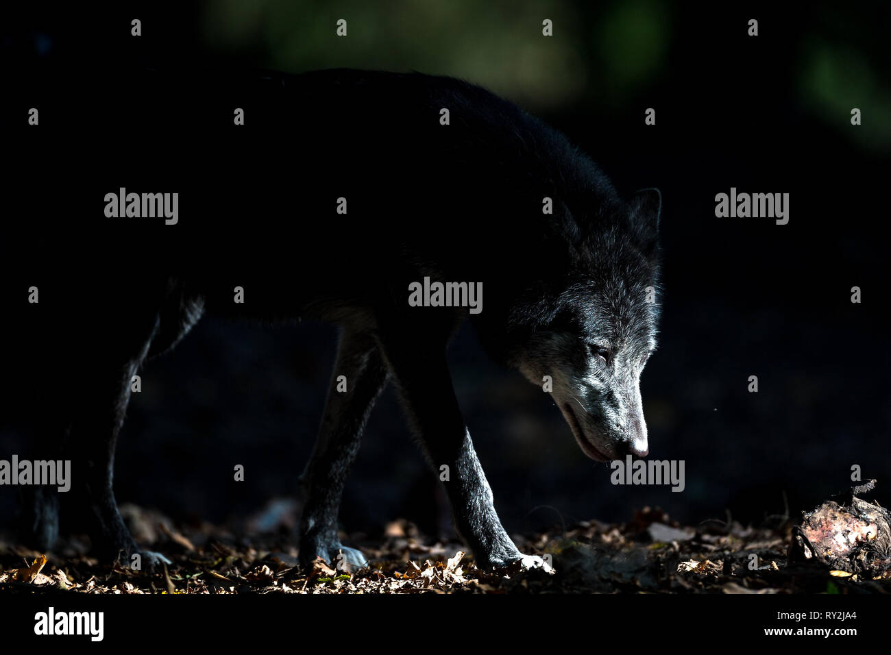 Timberwolf in der ZOOM-Erlebniswelt Gelsenkirchen, 15.10.2017 Bildnachweis: Mario Hommes / HH-Photography Stock Photo