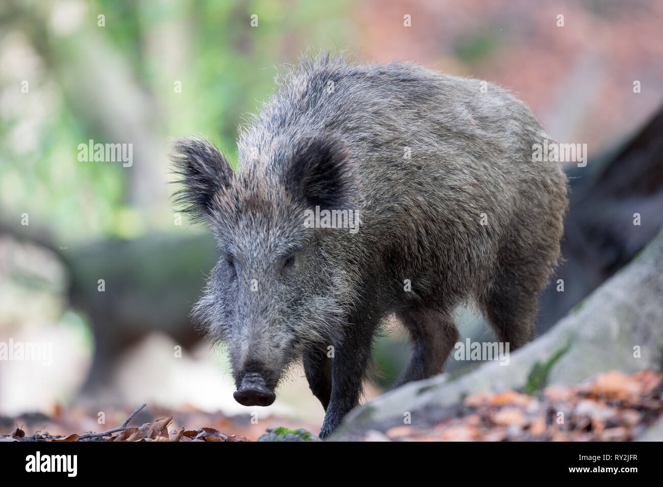 Wildschwein Stock Photo