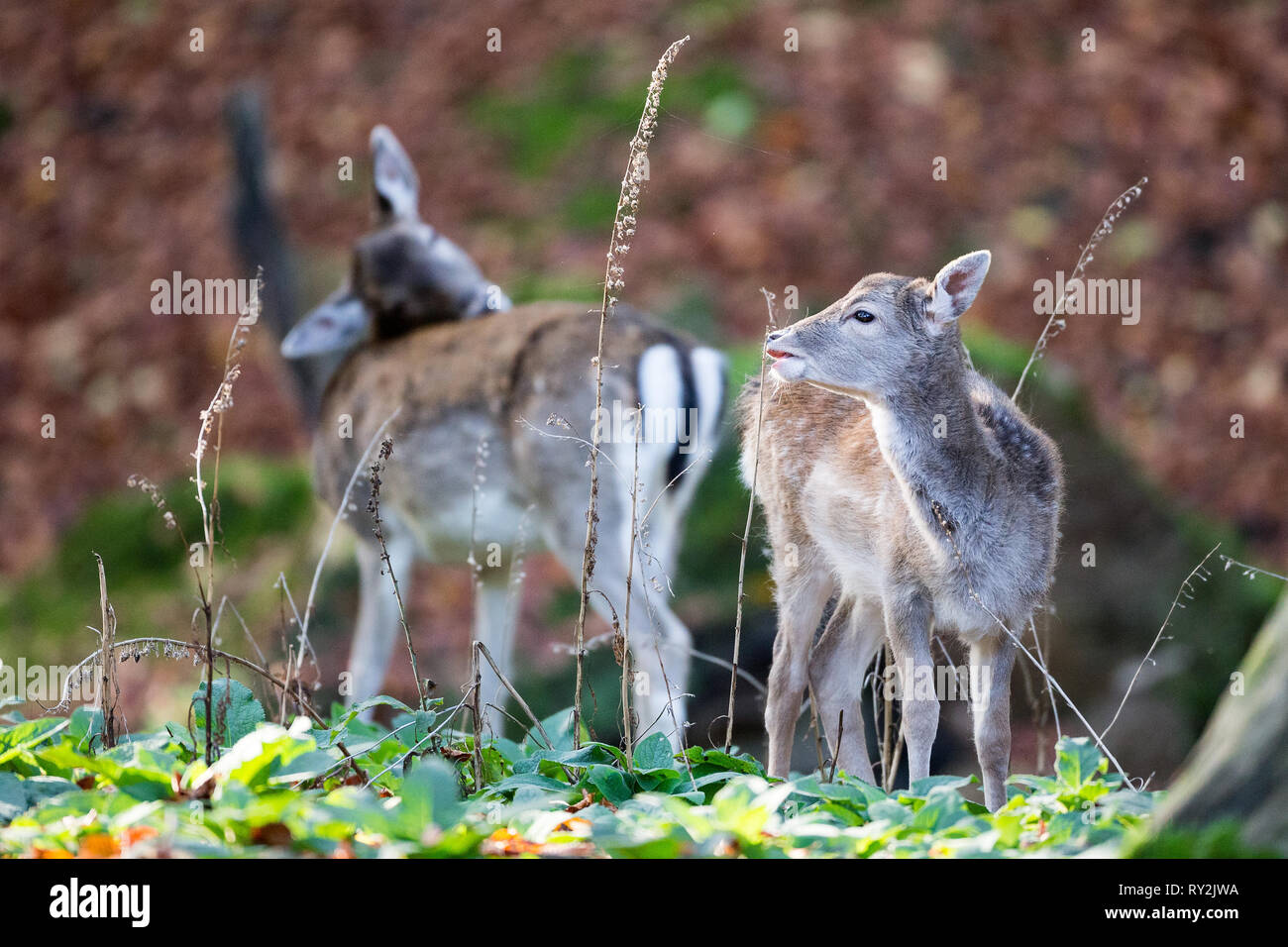 Weibliches Damwild im Wald, Wildtiere in Deuetschland, 30.10.2017 Bildnachweis: Mario Hommes / HH-Photography Stock Photo