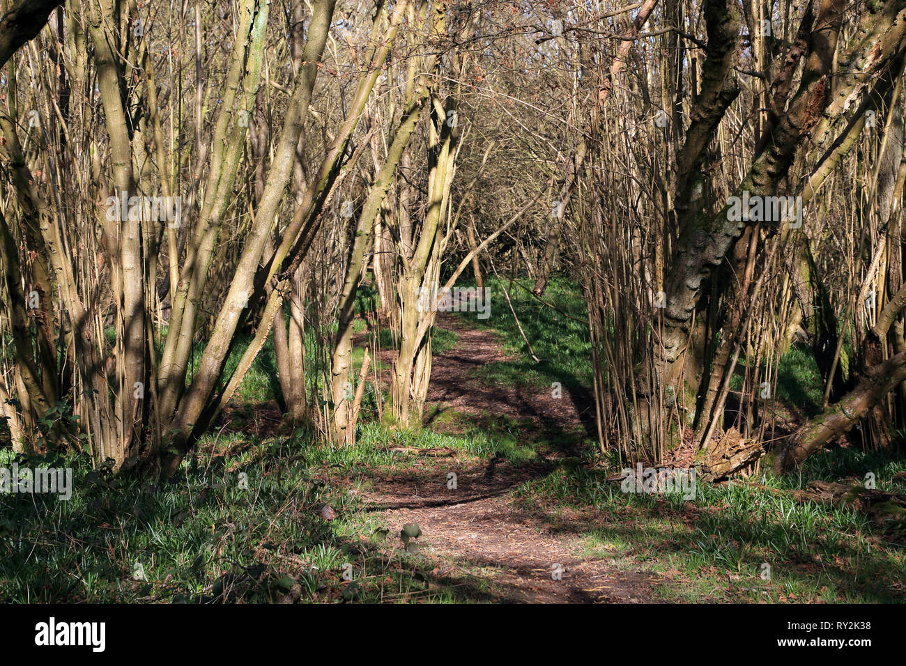 Footpath through woodland outside Egerton, Kent, England, United ...