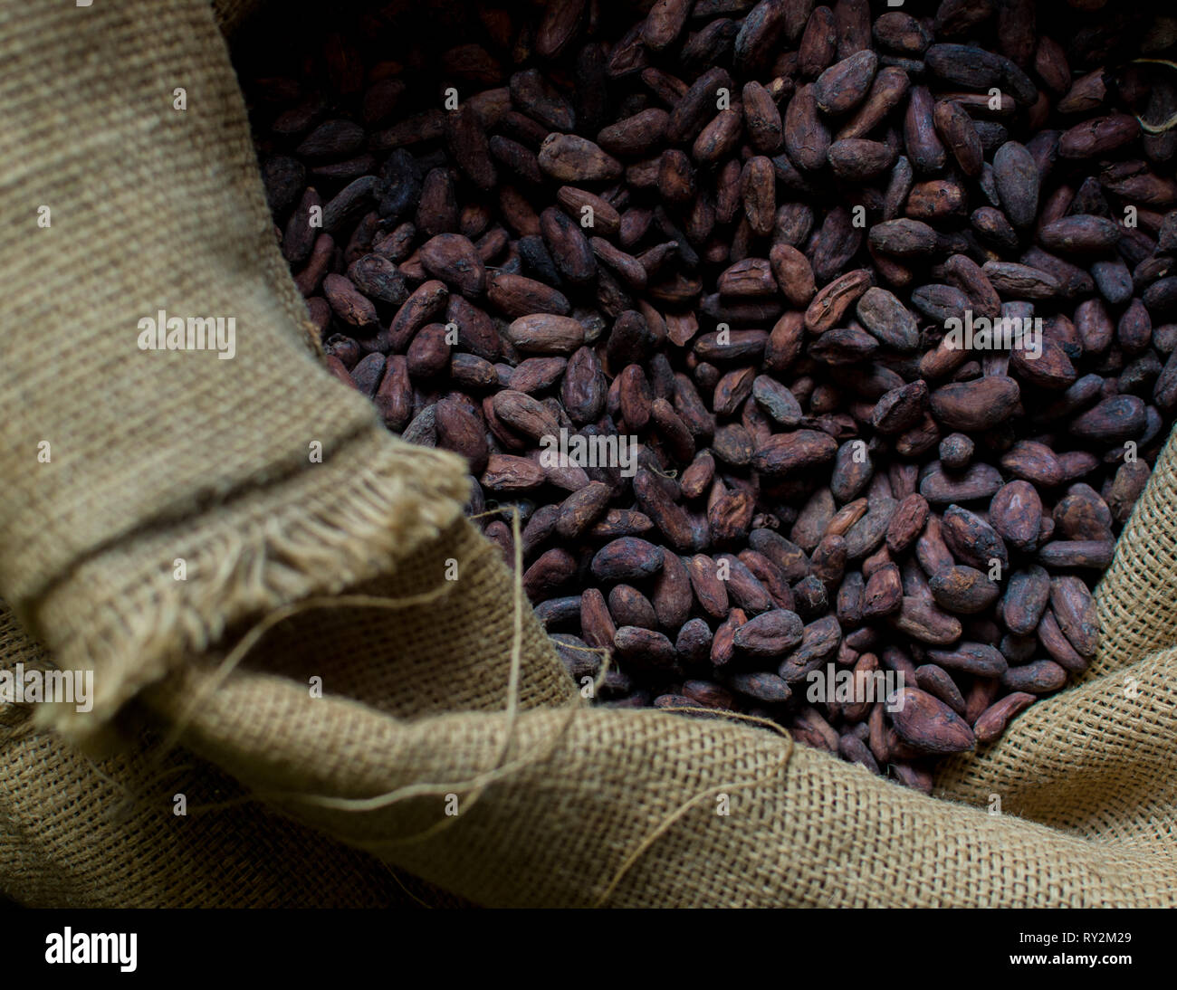 cocoa amazonian nut Stock Photo Alamy