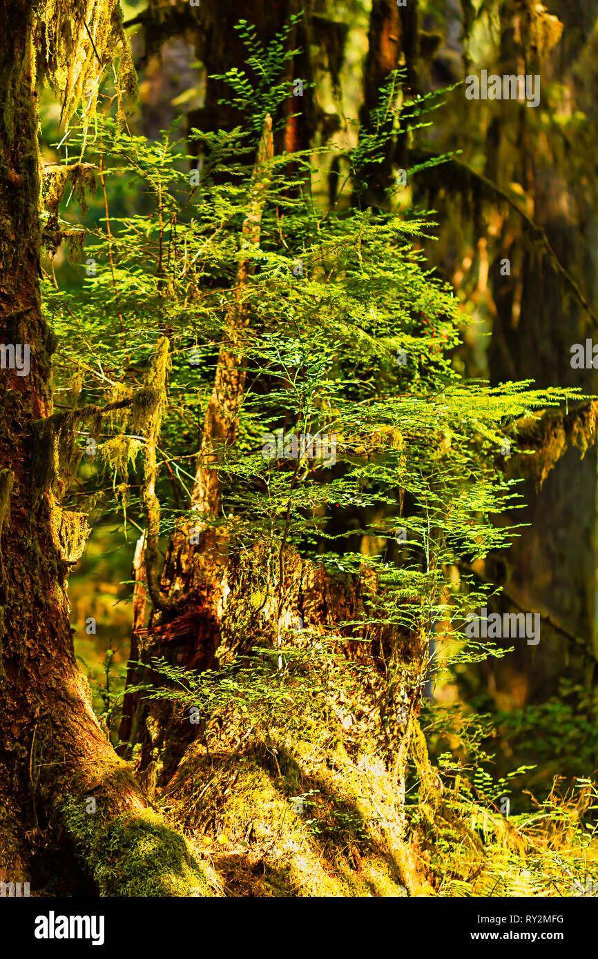 golden evening light shines on moss and nurse log Stock Photo