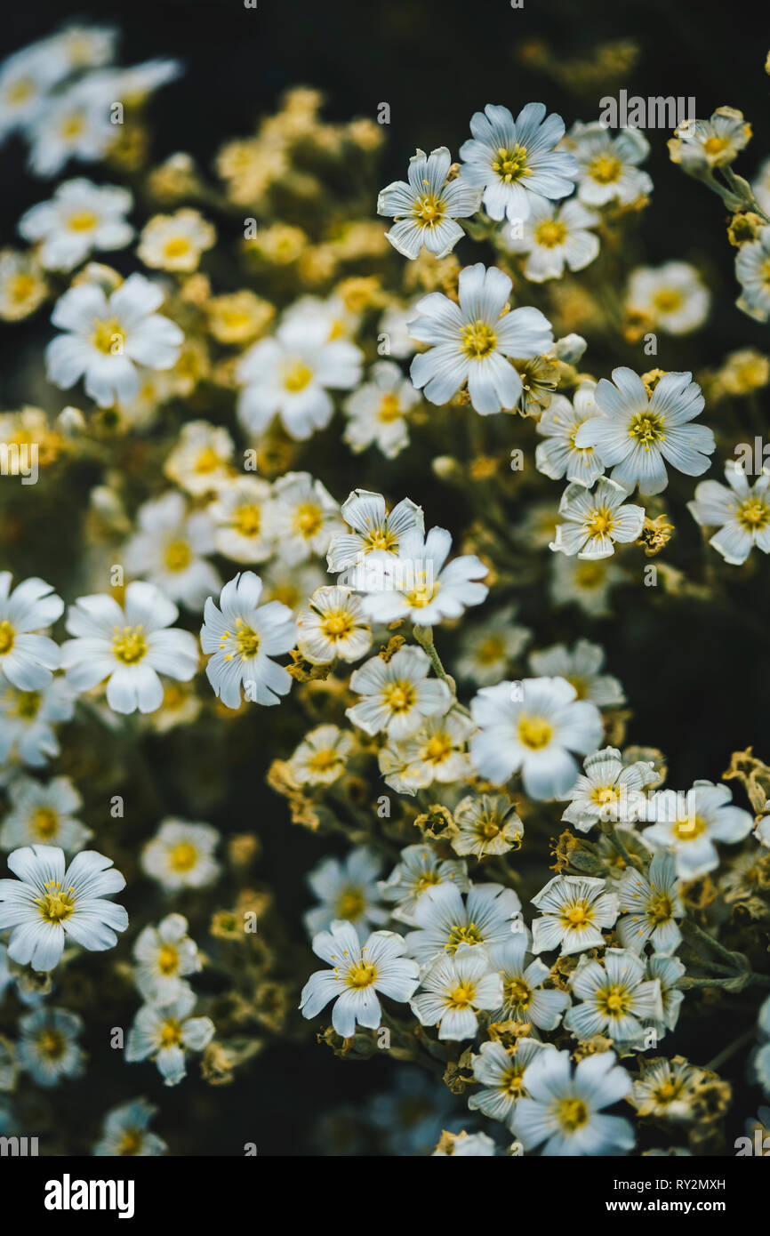 Snow in summer (Cerastium candidissimum) flowers in the field Stock Photo