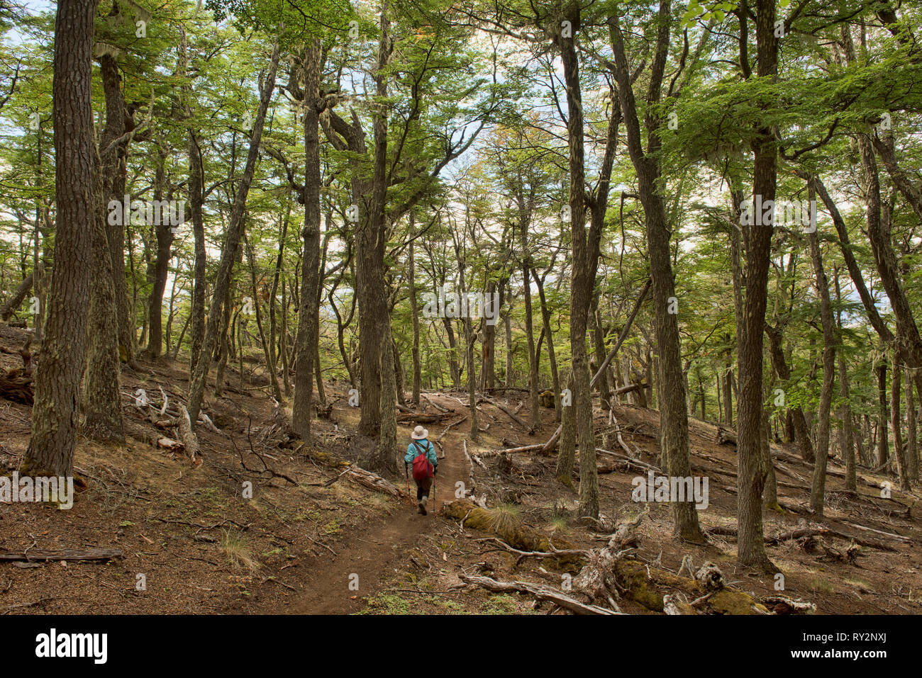 Trekking in a lenga (beech) forest, Patagonia National Park, Aysen, Patagonia, Chile Stock Photo