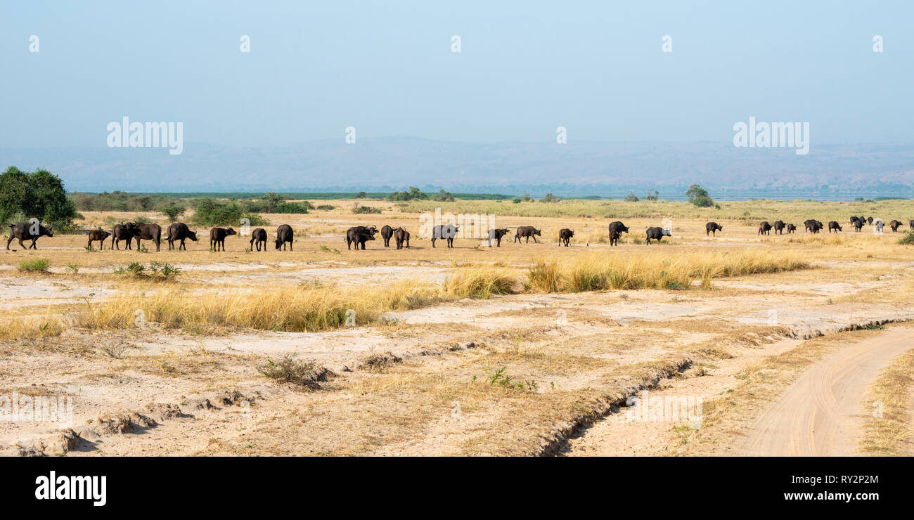 Large herd of African buffalo (syncerus caffer) heading towards Victoria Nile river in Murchison Falls National Park, Northern Uganda, East Africa Stock Photo