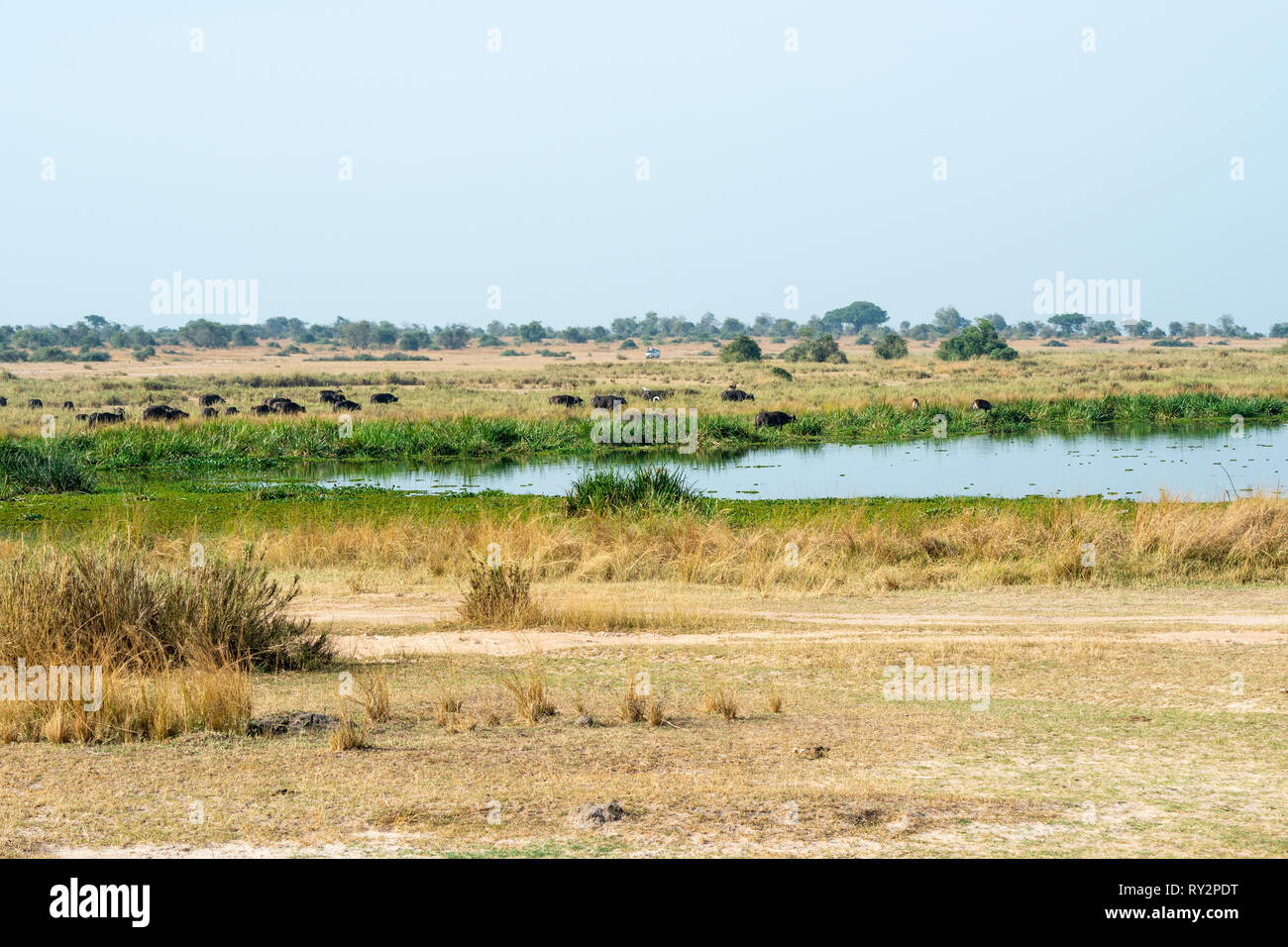 Large herd of African buffalo (syncerus caffer) grazing beside the Victoria Nile river in Murchison Falls National Park, Northern Uganda, East Africa Stock Photo