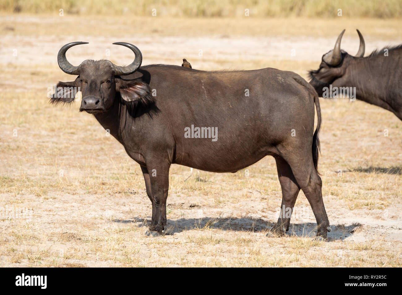 Female African buffalo (syncerus caffer) standing watchful in Murchison  Falls National Park, Northern Uganda, East Africa Stock Photo - Alamy