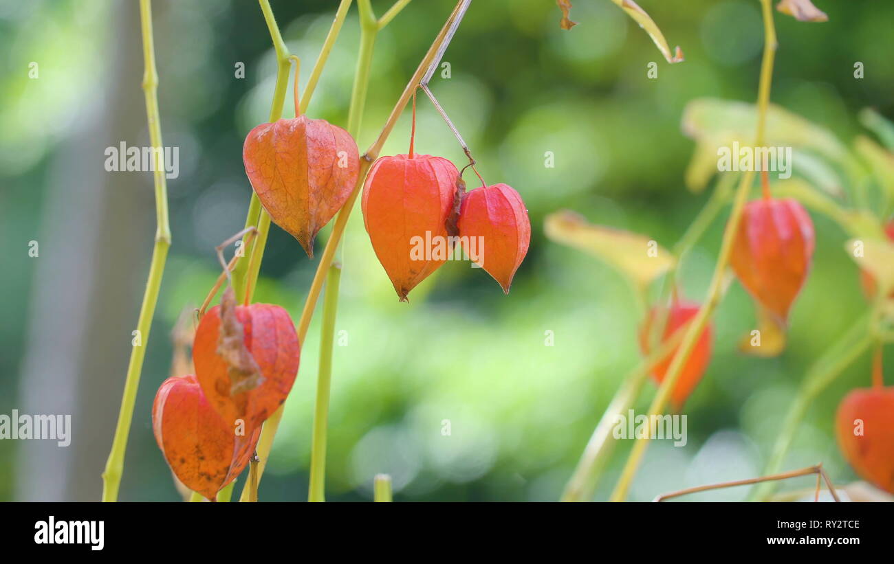 Winter Cherry Tree High Resolution Stock Photography And Images Alamy