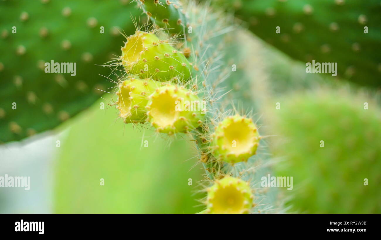 Small buds of cactus from the succulent plants with the spikes on the edge  Stock Photo - Alamy