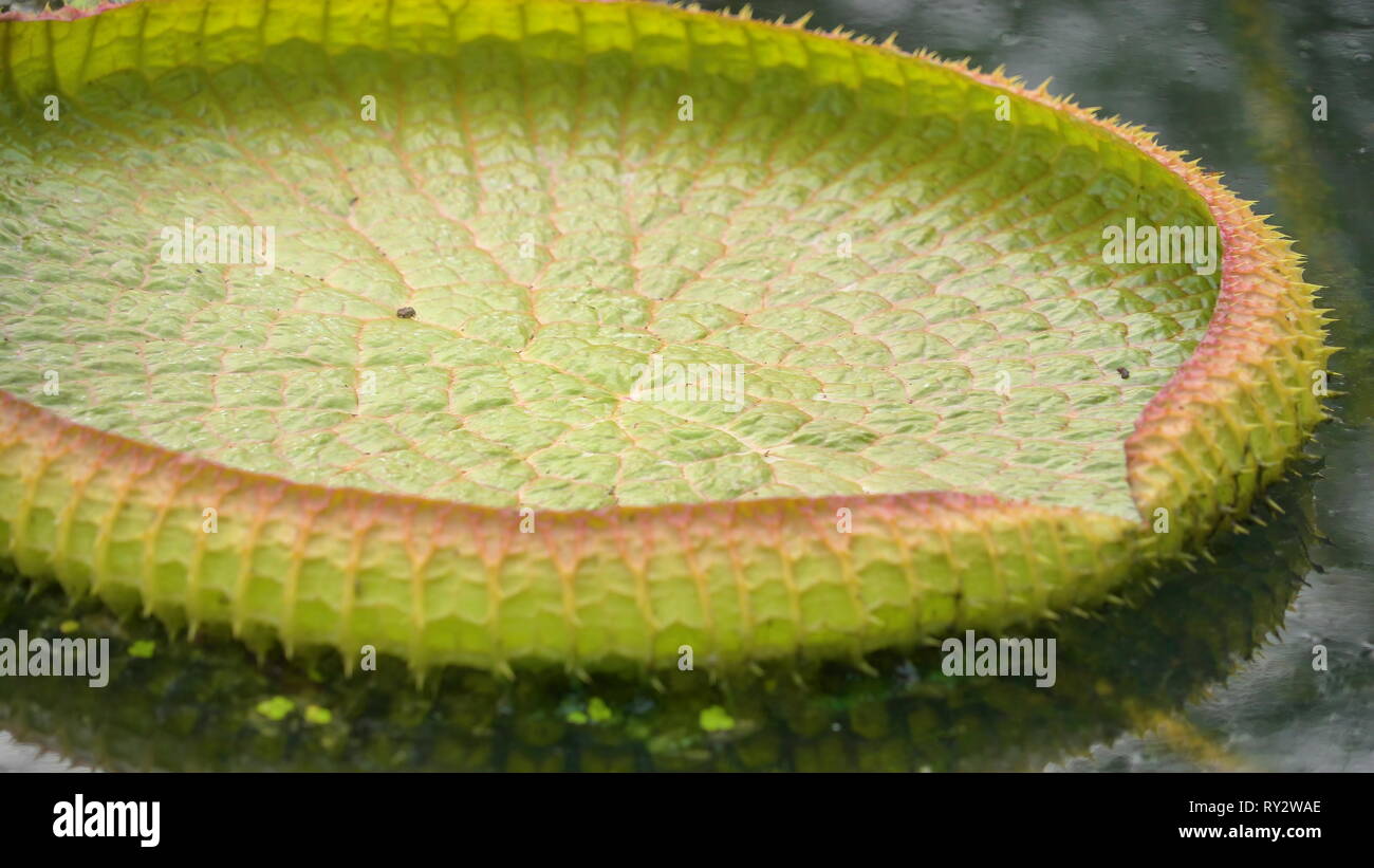 The big lily pad of the Victoria cruziana water lily looks like a big plate floating in the pond with the spikes on the bottom of the pad Stock Photo