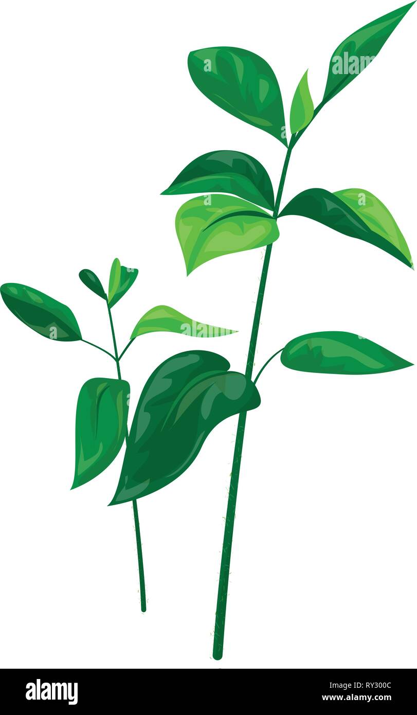 Soybean field Stock Vector Images Alamy