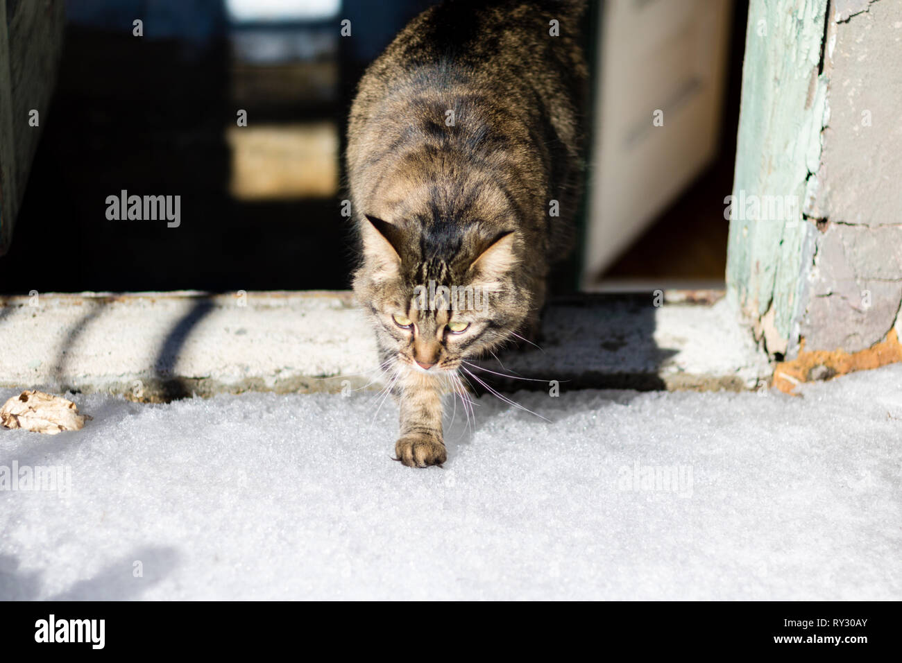 A scared cat is trying to walk on snow. Cat is walking on snow. A cat is afraid of snow. Stock Photo