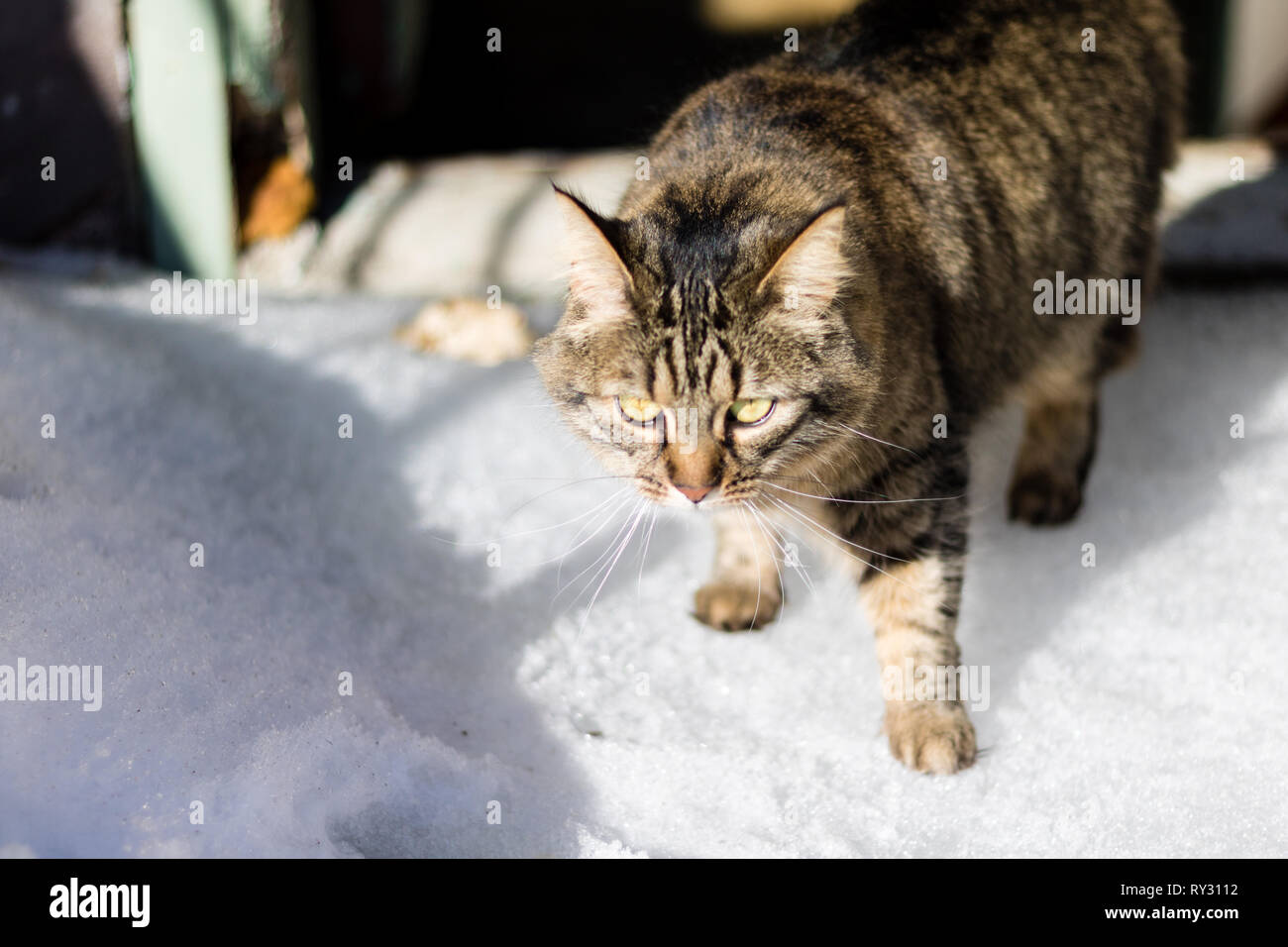 A scared cat is trying to walk on snow. Cat is walking on snow. A cat is afraid of snow. Stock Photo