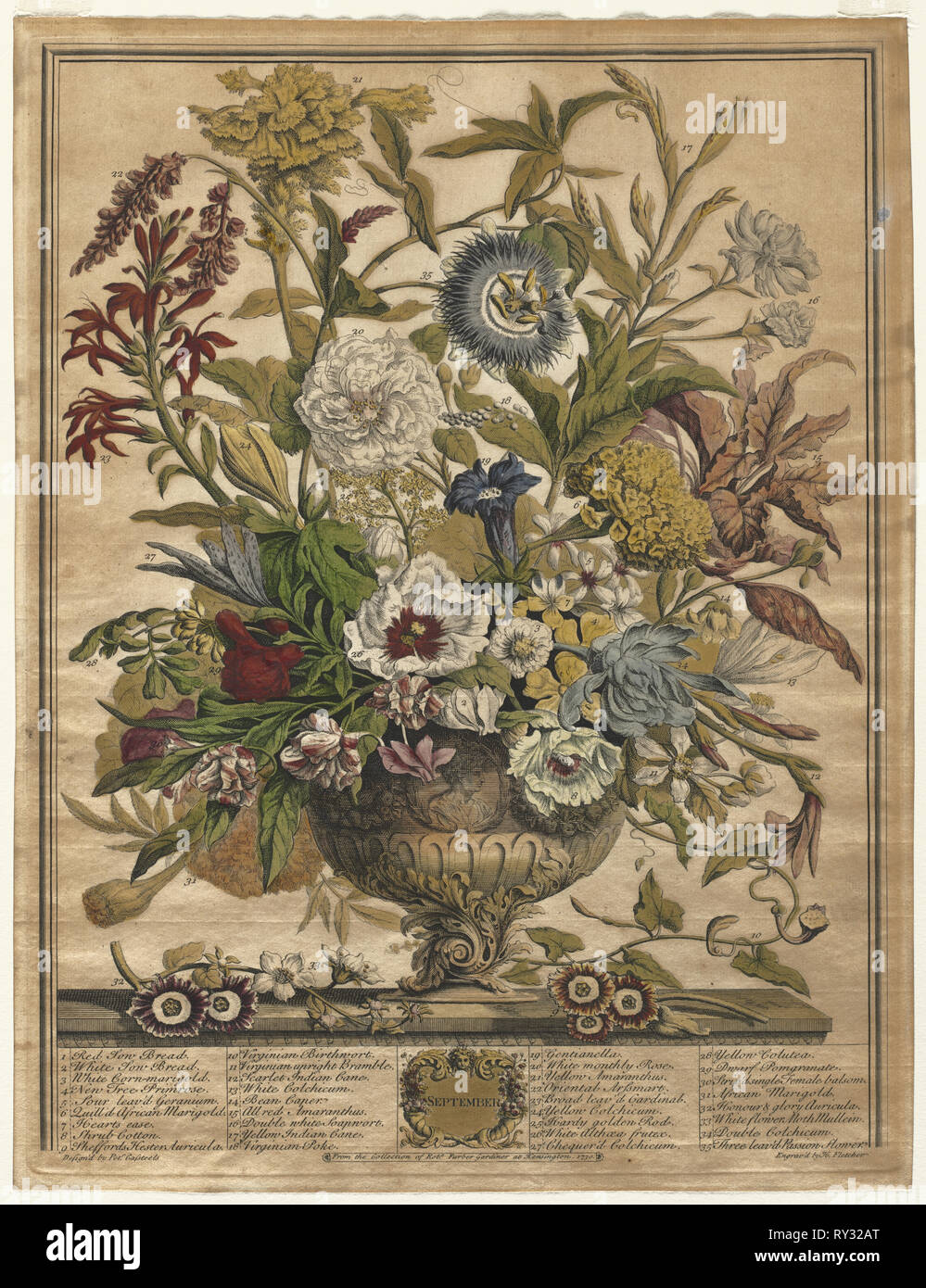 Twelve Months of Flowers:  September, 1730. Henry Fletcher (British, active 1715-38). Engraving, hand-colored; sheet: 42.2 x 32.4 cm (16 5/8 x 12 3/4 in.); platemark: 40.9 x 31.4 cm (16 1/8 x 12 3/8 in Stock Photo