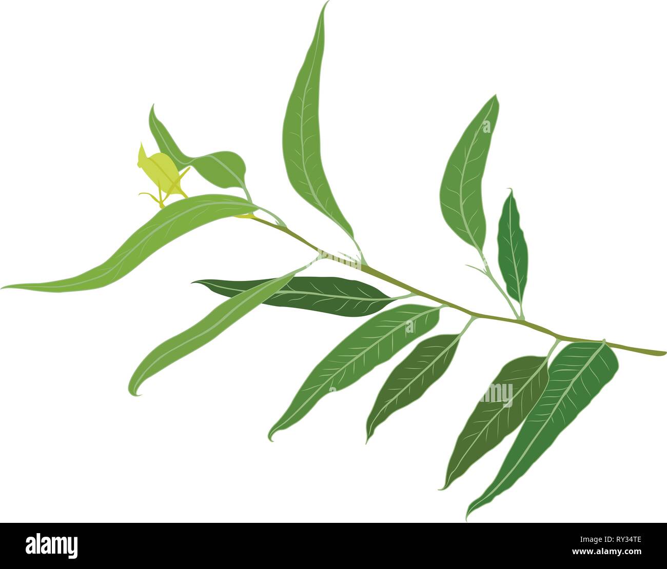 A brunch of Eucalyptus vector illustration Stock Vector