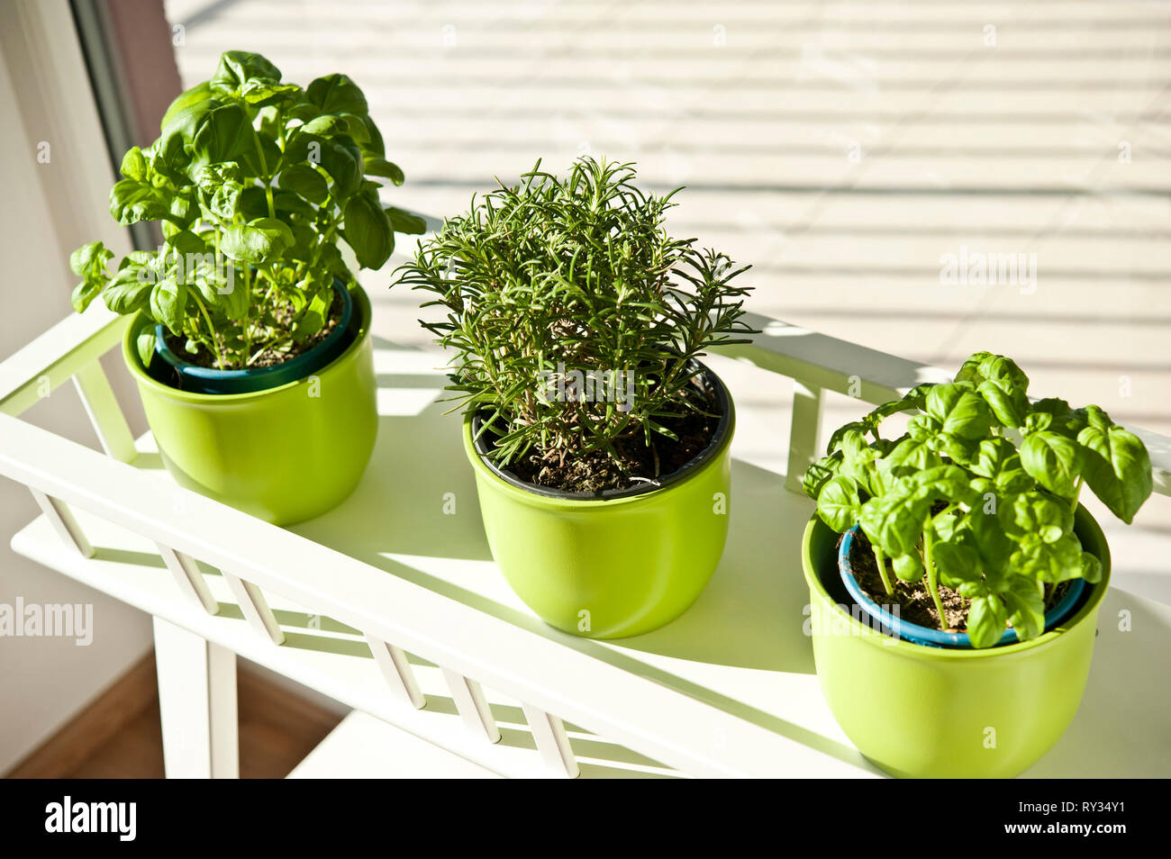 basil and rosemary plants in green vases Stock Photo