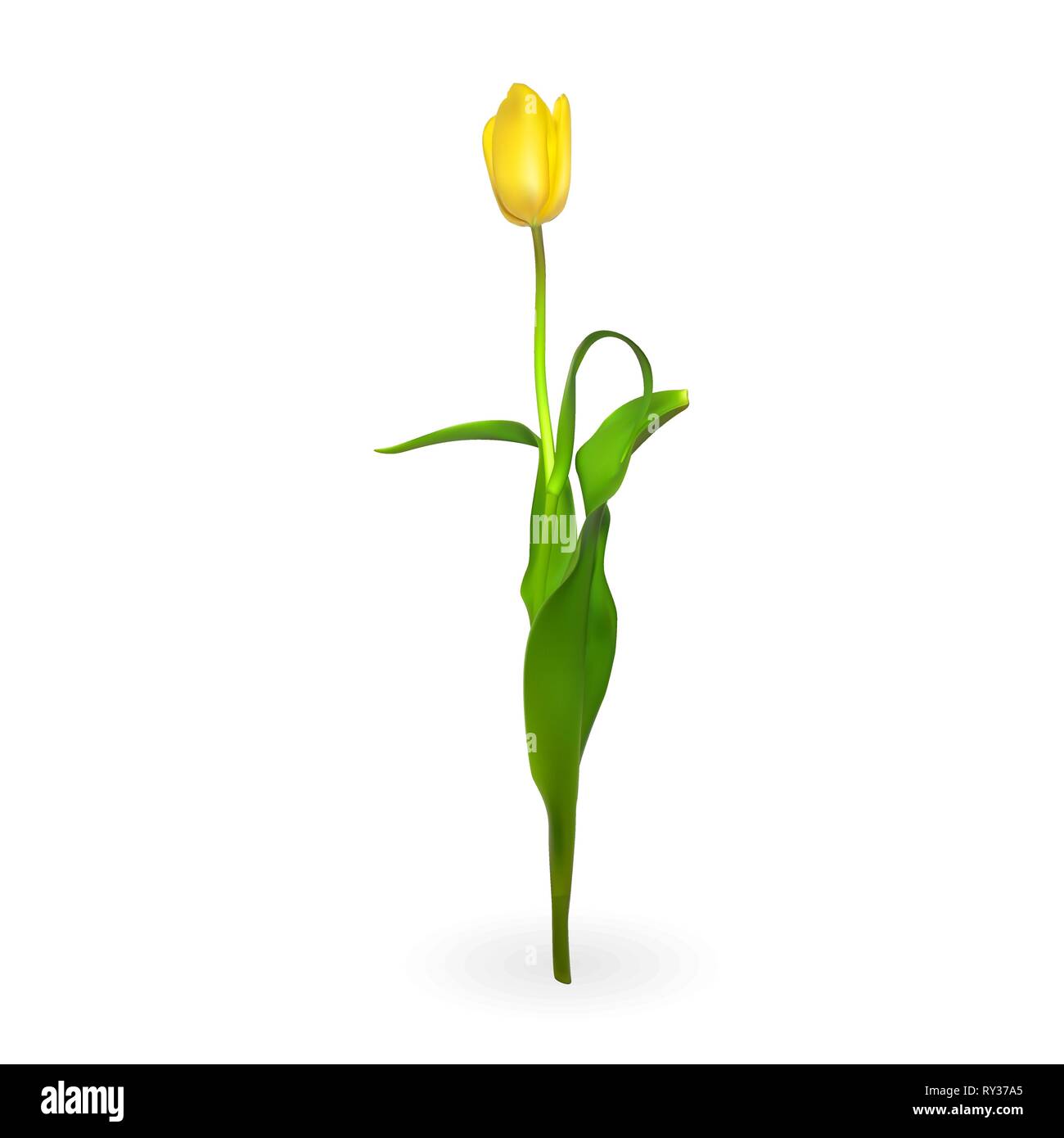 Beautiful tulips on white background. Vector Illustration. EPS10 Stock ...