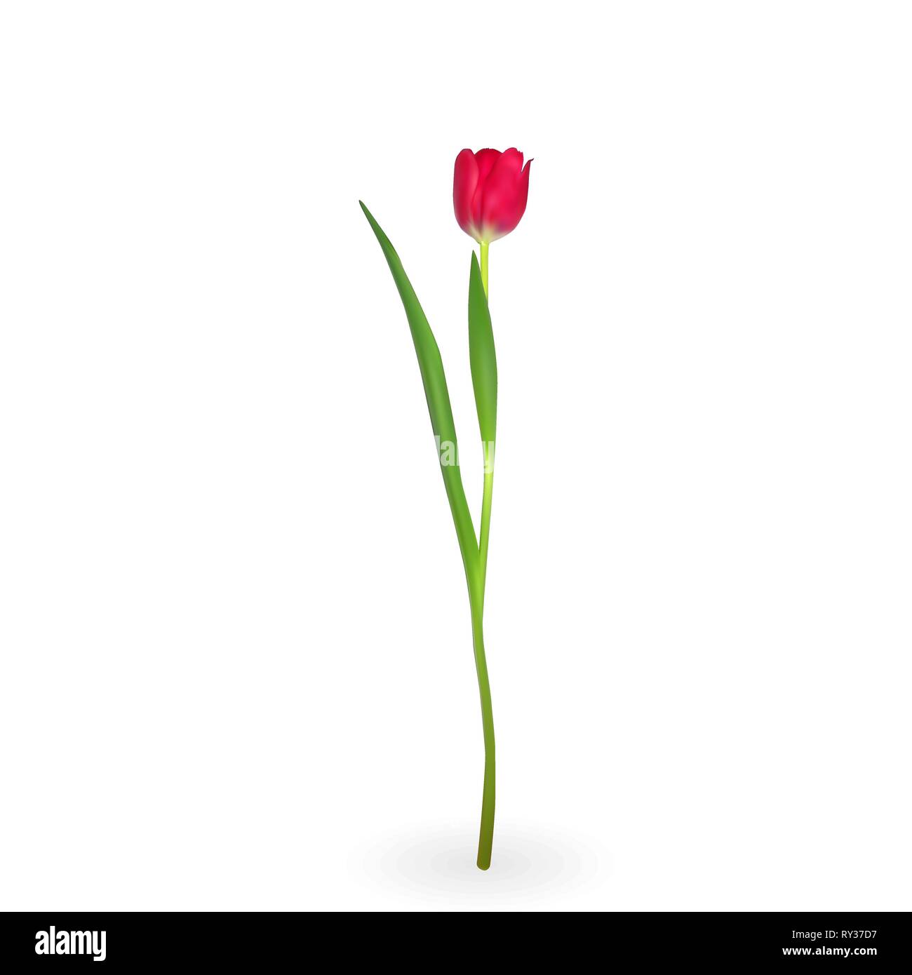 Beautiful tulips on white background. Vector Illustration. EPS10 Stock ...