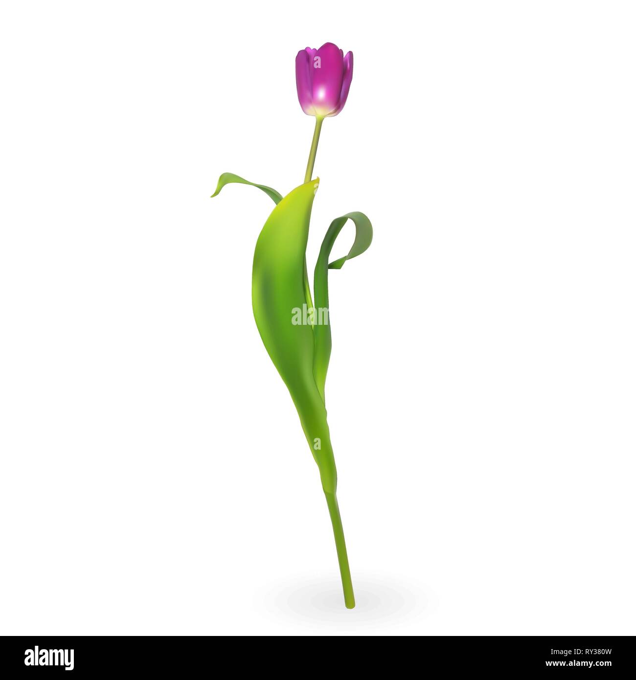 Beautiful tulips on white background. Vector Illustration. EPS10 Stock ...