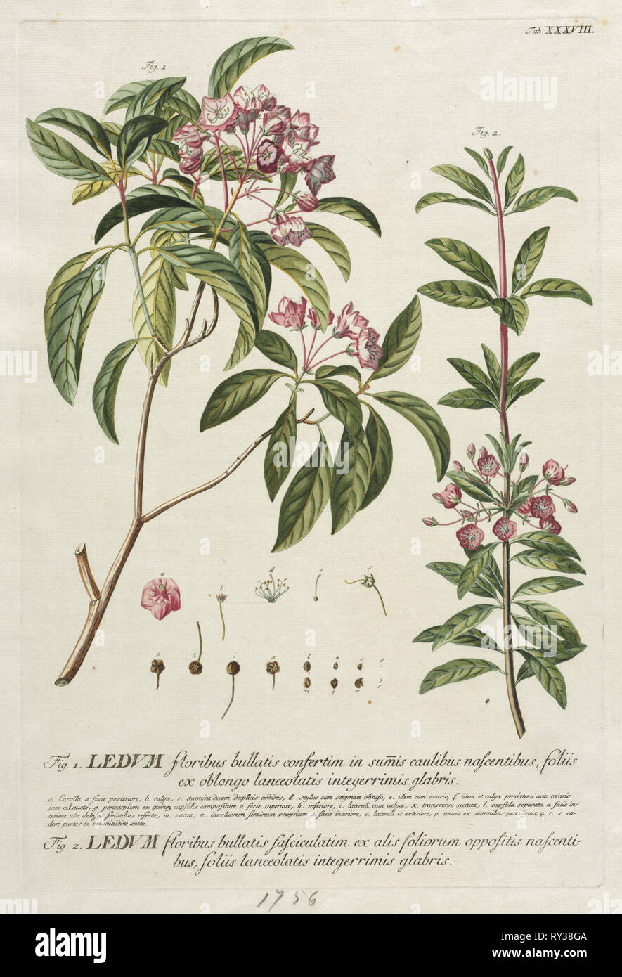 Plantae Selectae:  No. 38. Georg Dionysius Ehret (German, 1708-1770), Christopher Jacob Trew (German). Engraving, hand-colored Stock Photo