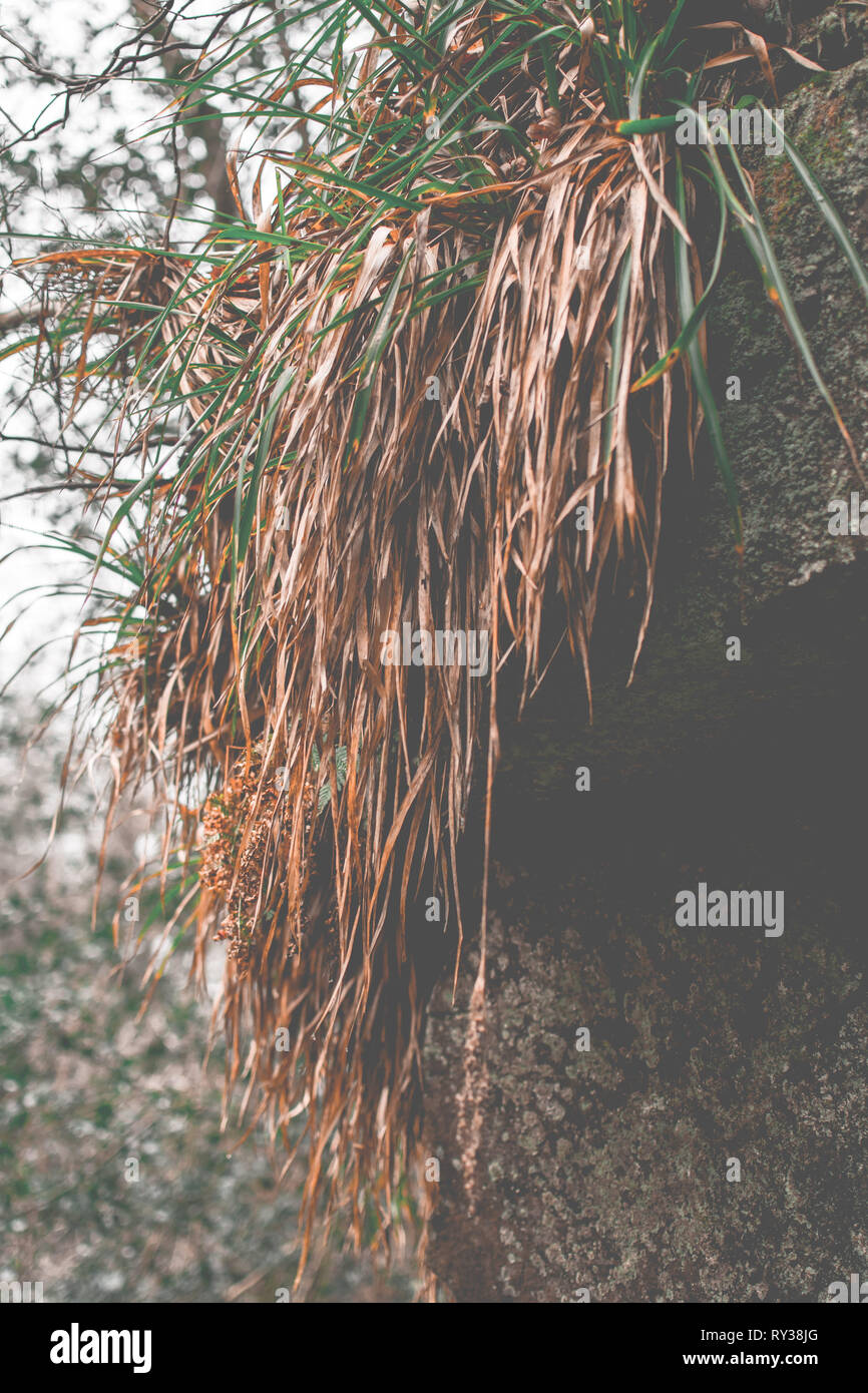 exotic bush Stock Photo