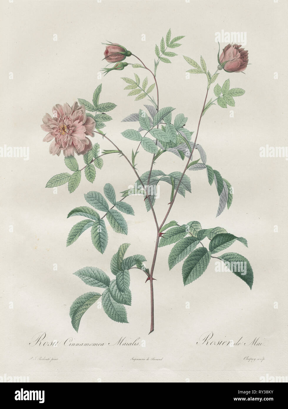 Les Roses:  Rosa cinnamomea, 1817-1824. Henry Joseph Redouté (French, 1766-1853). Stipple and line engraving, with hand coloring Stock Photo