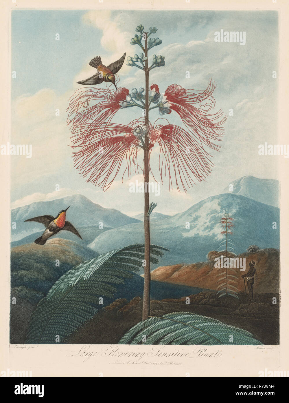 The Temple of Flora, or Garden of Nature:  Large Flowering Sensitive Plant, 1799-1807. Robert John Thornton (British, 1768-1837). Aquatint, stipple and line engraving Stock Photo
