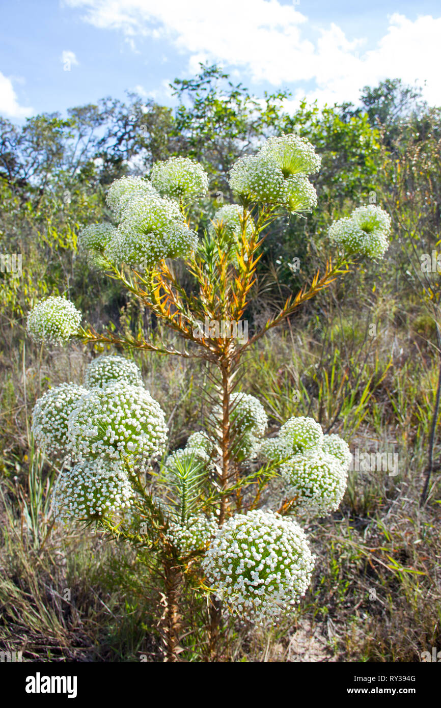Everlasting flowers (Sempre Viva) found in the Minas Gerais, Brazil. Stock Photo