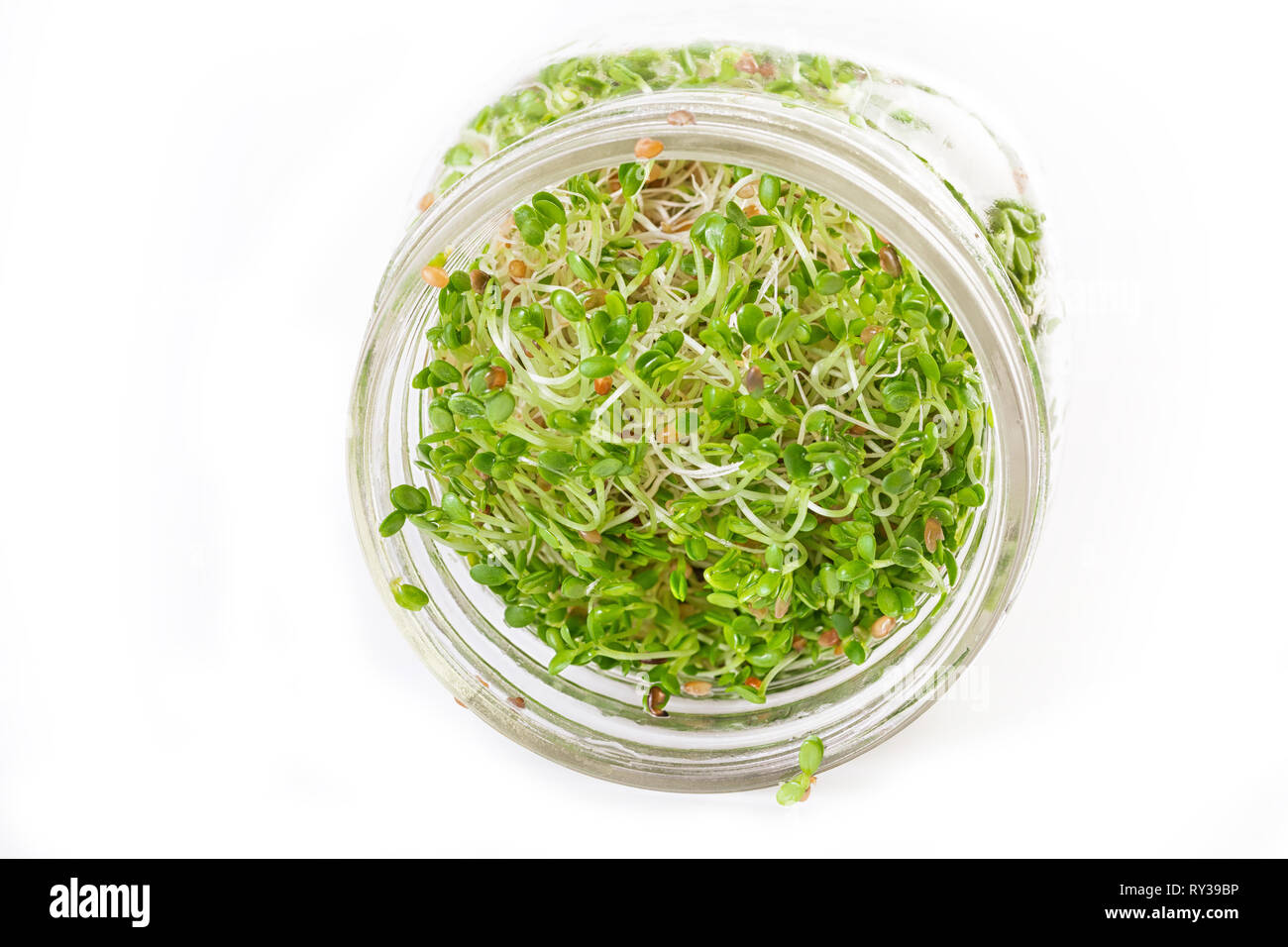 Fresh, raw red clover sprouts. Stock Photo