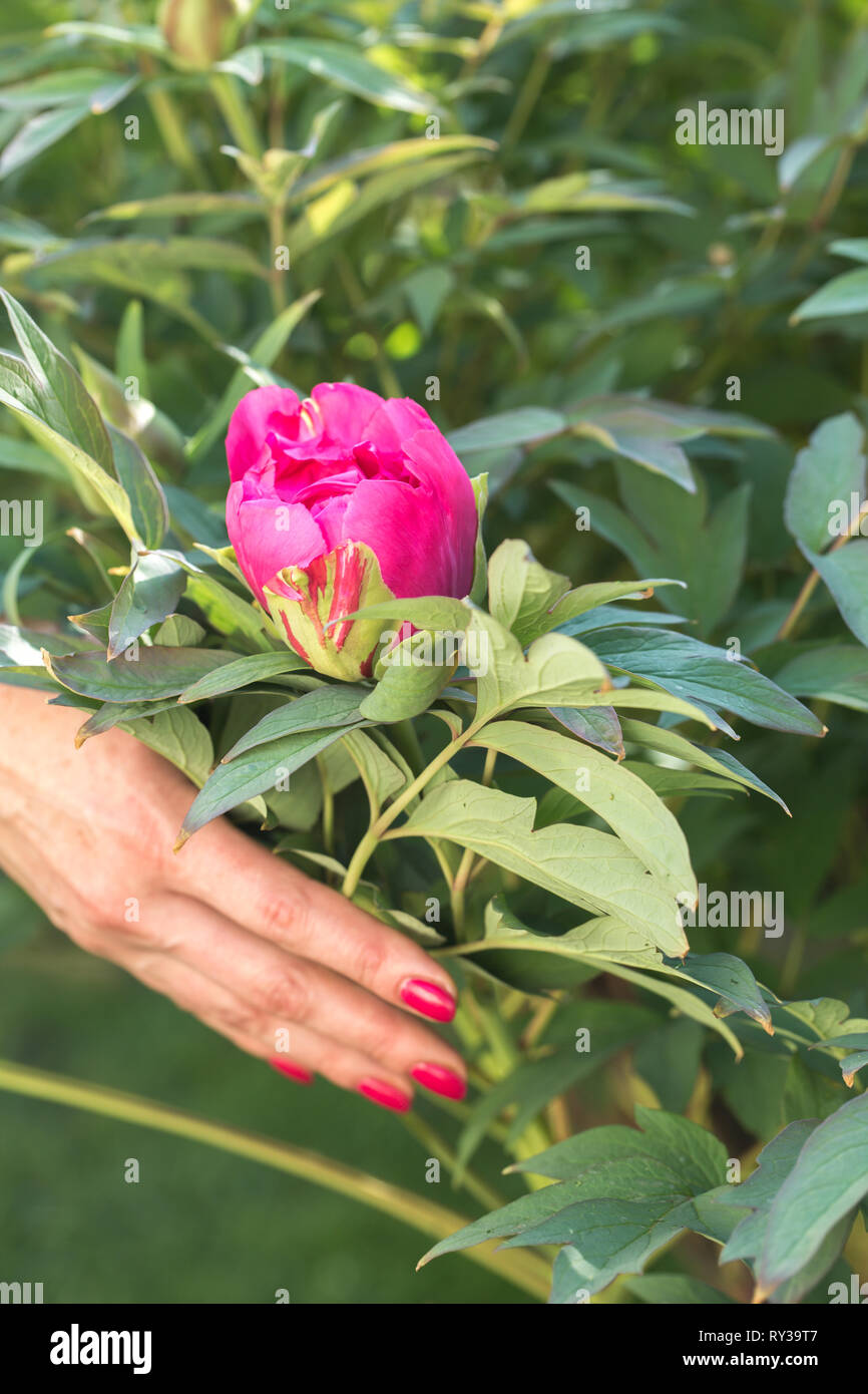Spring bloom of pink peony Stock Photo