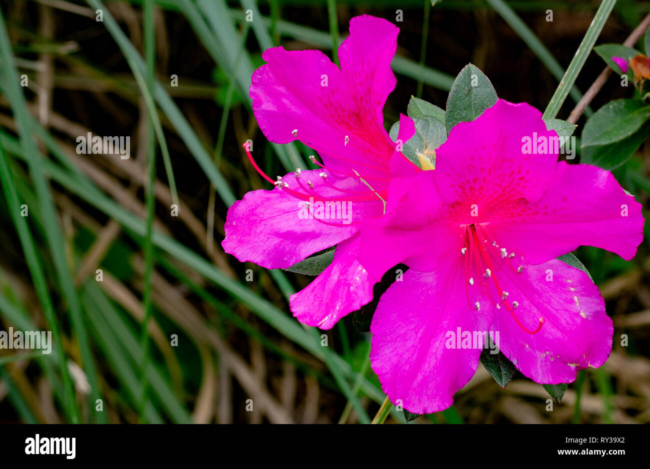 Pink Azaleas with Green Leaves in the Background Stock Photo