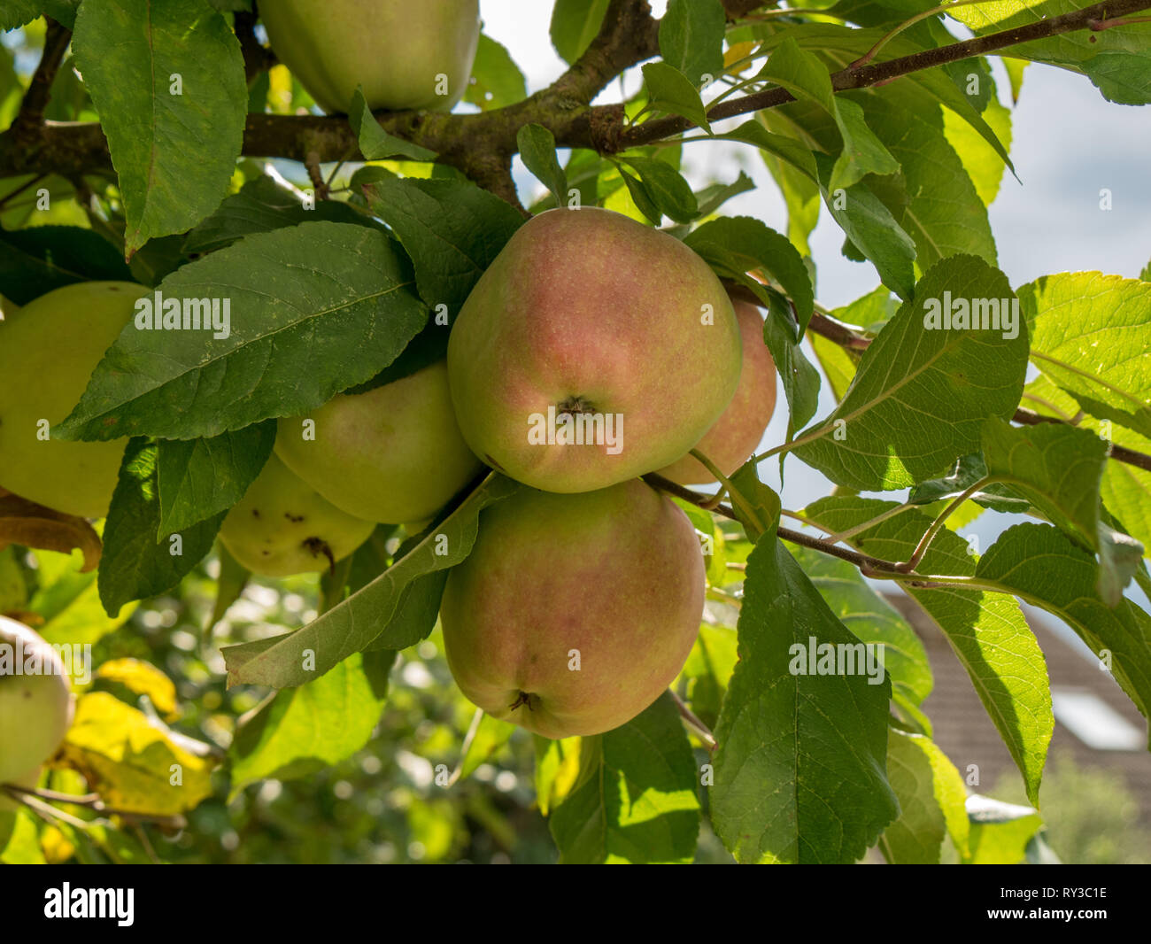 Ripe red green apples hang between leaves on the apple tree in summer Stock Photo