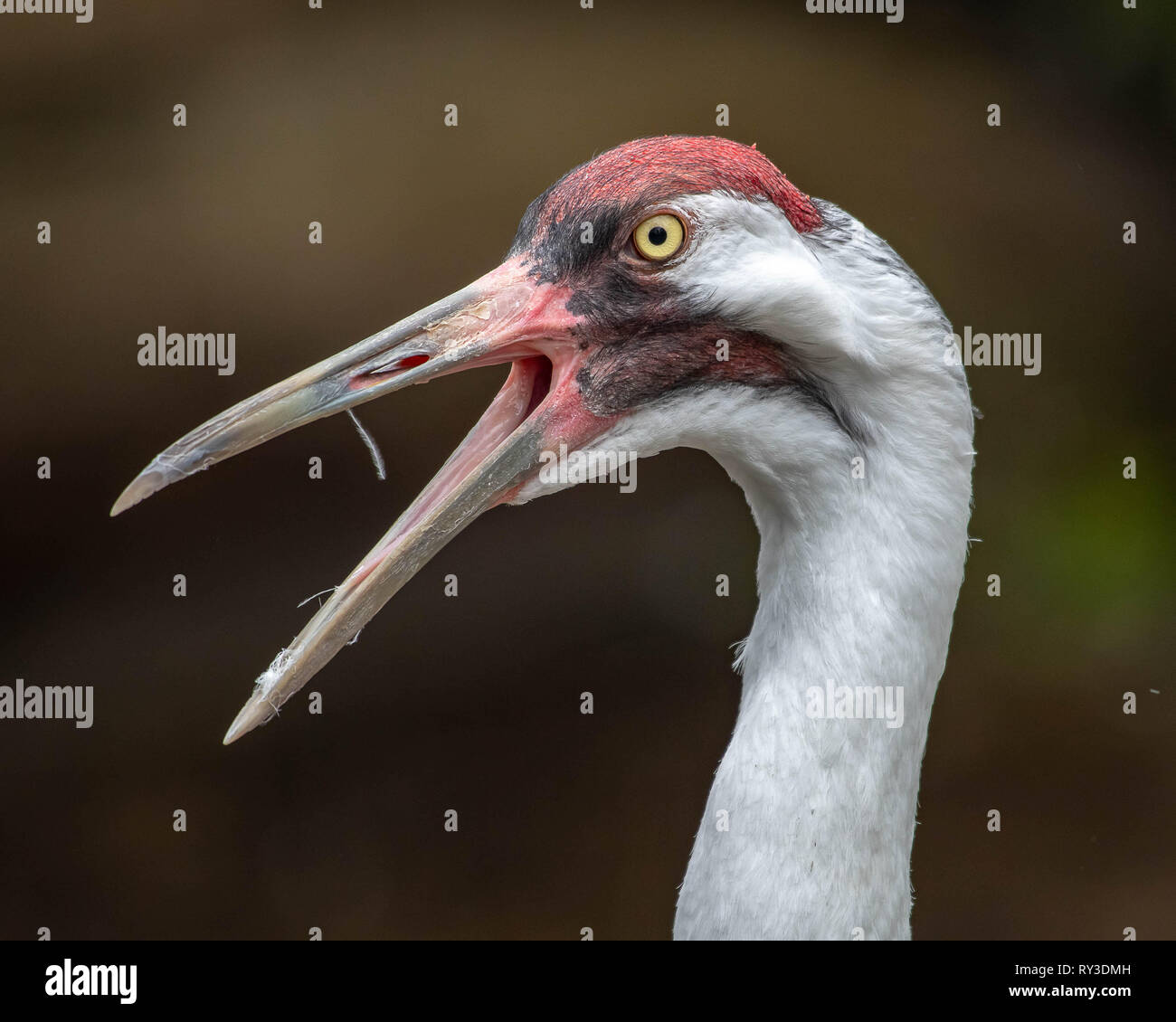 Profile of a Sandhill crane calling Stock Photo