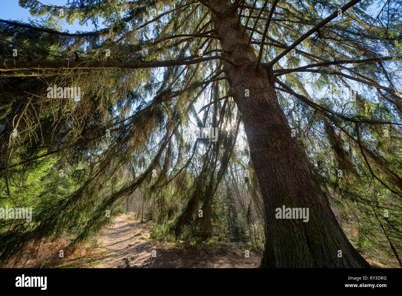 Spruce, Primeval forest Urwald Sababurg, Hofgeismar, Weser Uplands, Weserbergland, Hesse, Germany Stock Photo