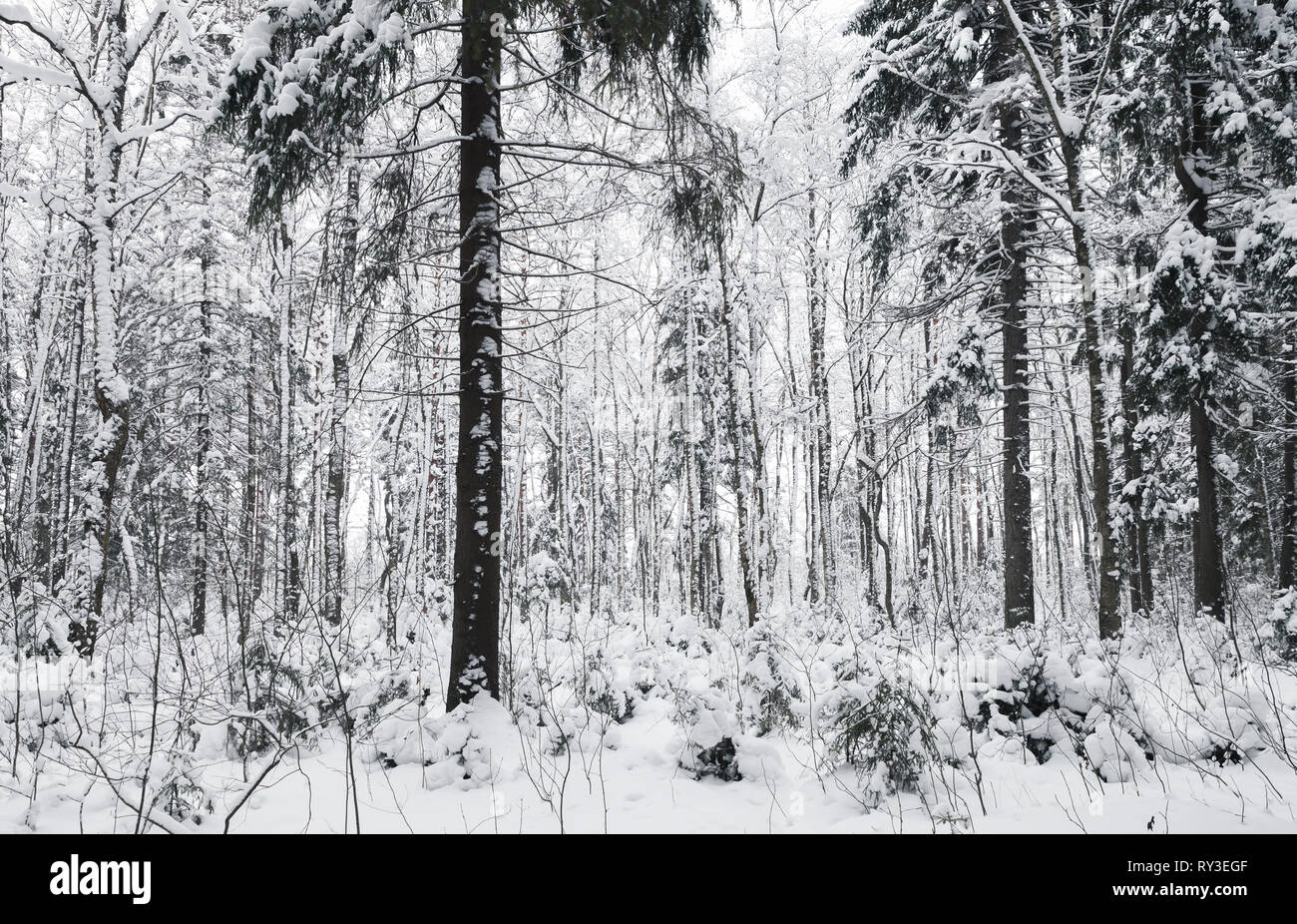 Snowy Spruces In European Forest Winter Landscape Background Photo Stock Photo Alamy Snowy Spruces In European Forest Winter Landscape Background Photo Stock Photo Alamy